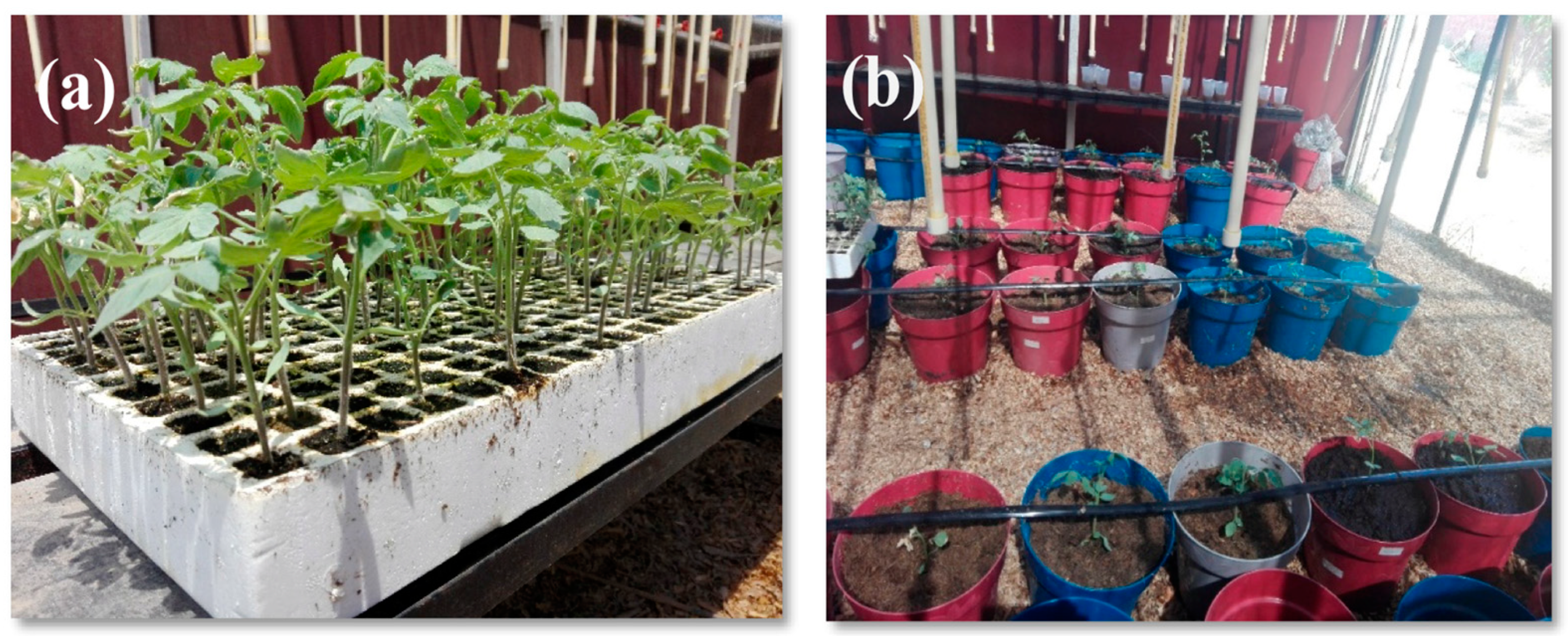 Agronomy 11 00206 g001