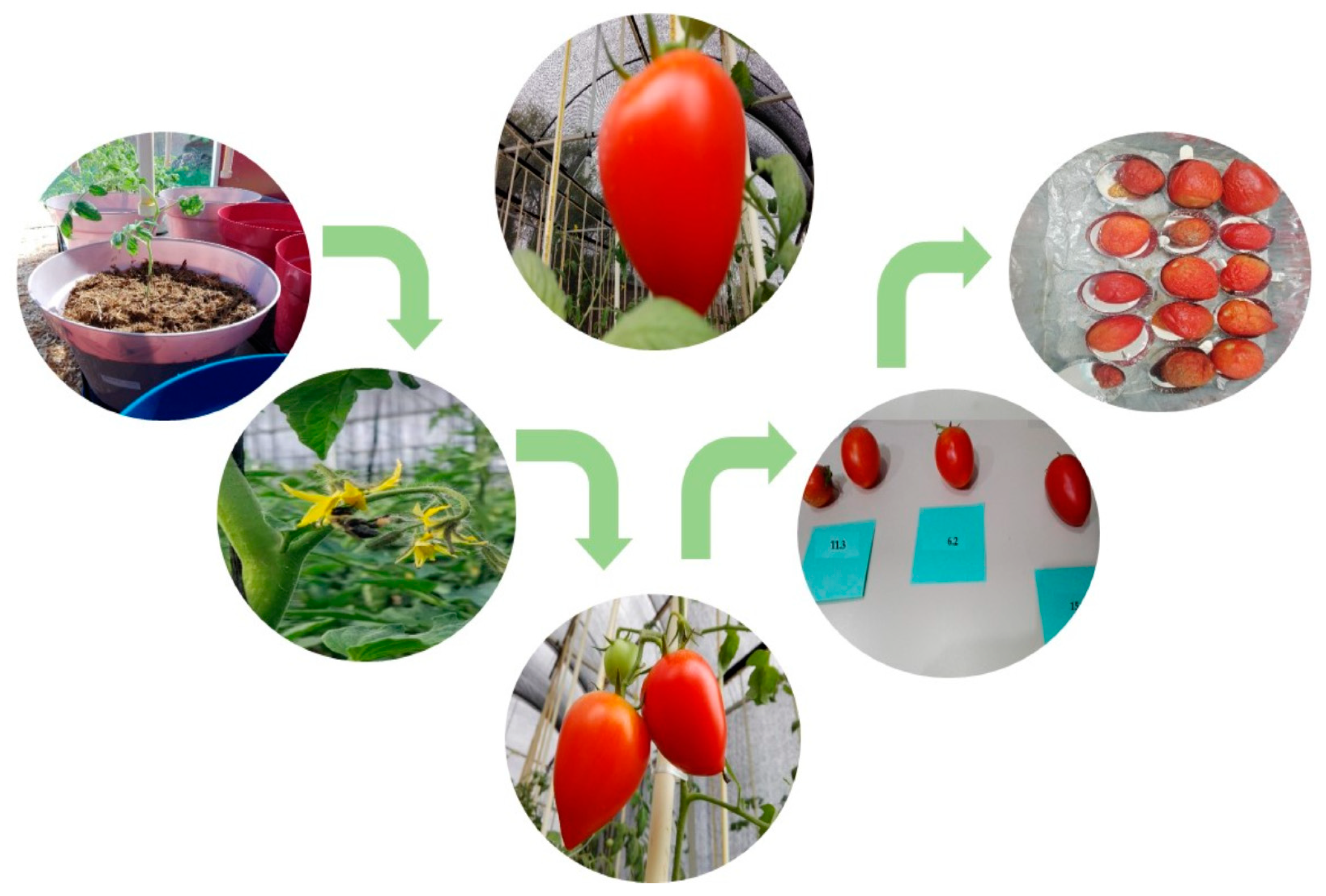 Agronomy 11 00206 g004