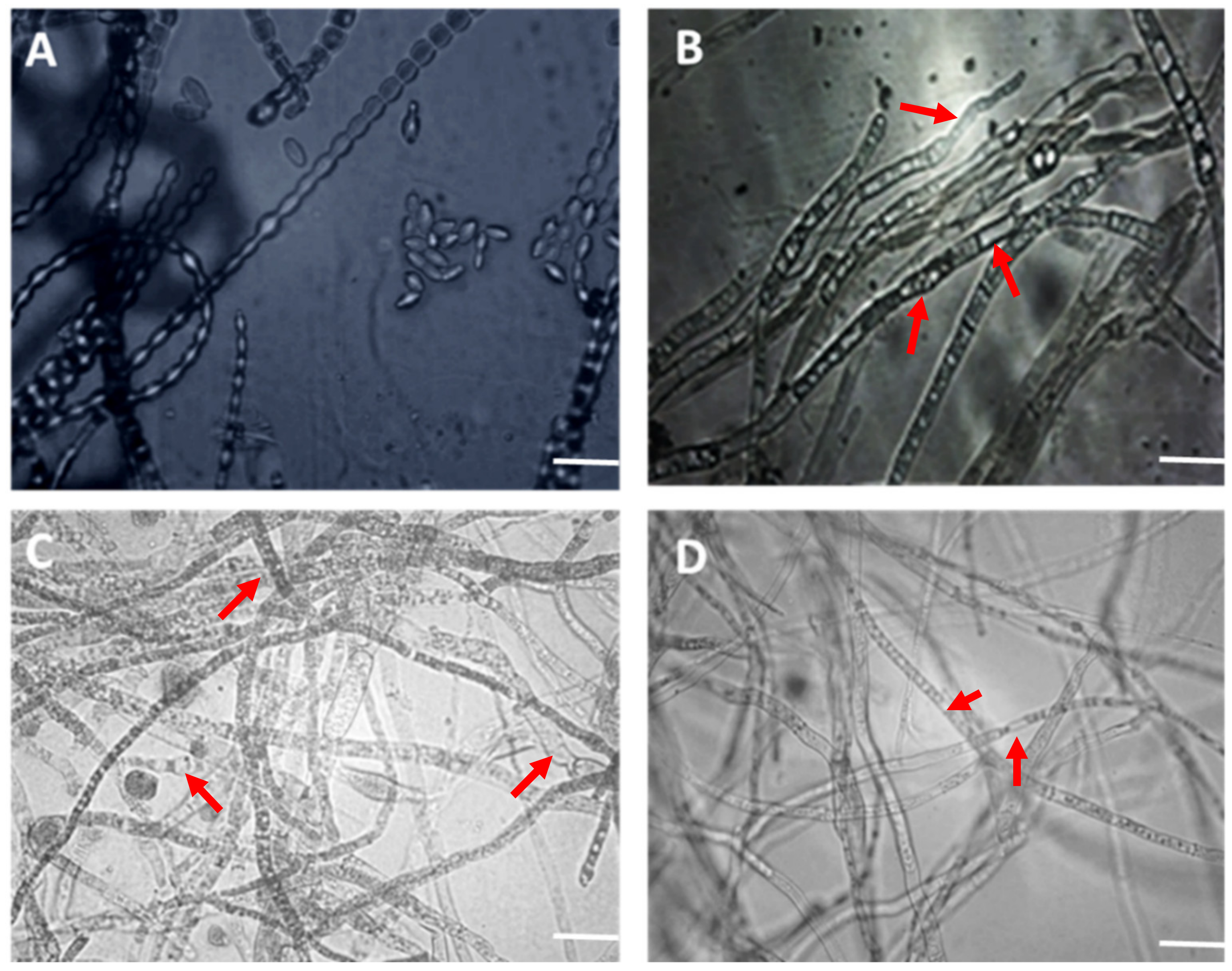Agronomy 11 00209 g001 Agronomy 11 00209 g001