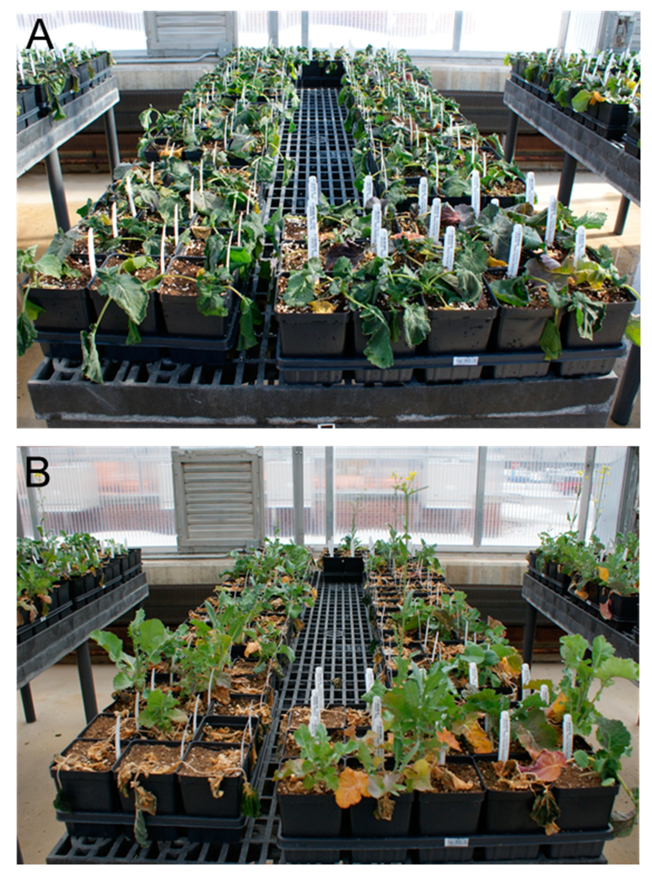 Agronomy 11 00233 g002