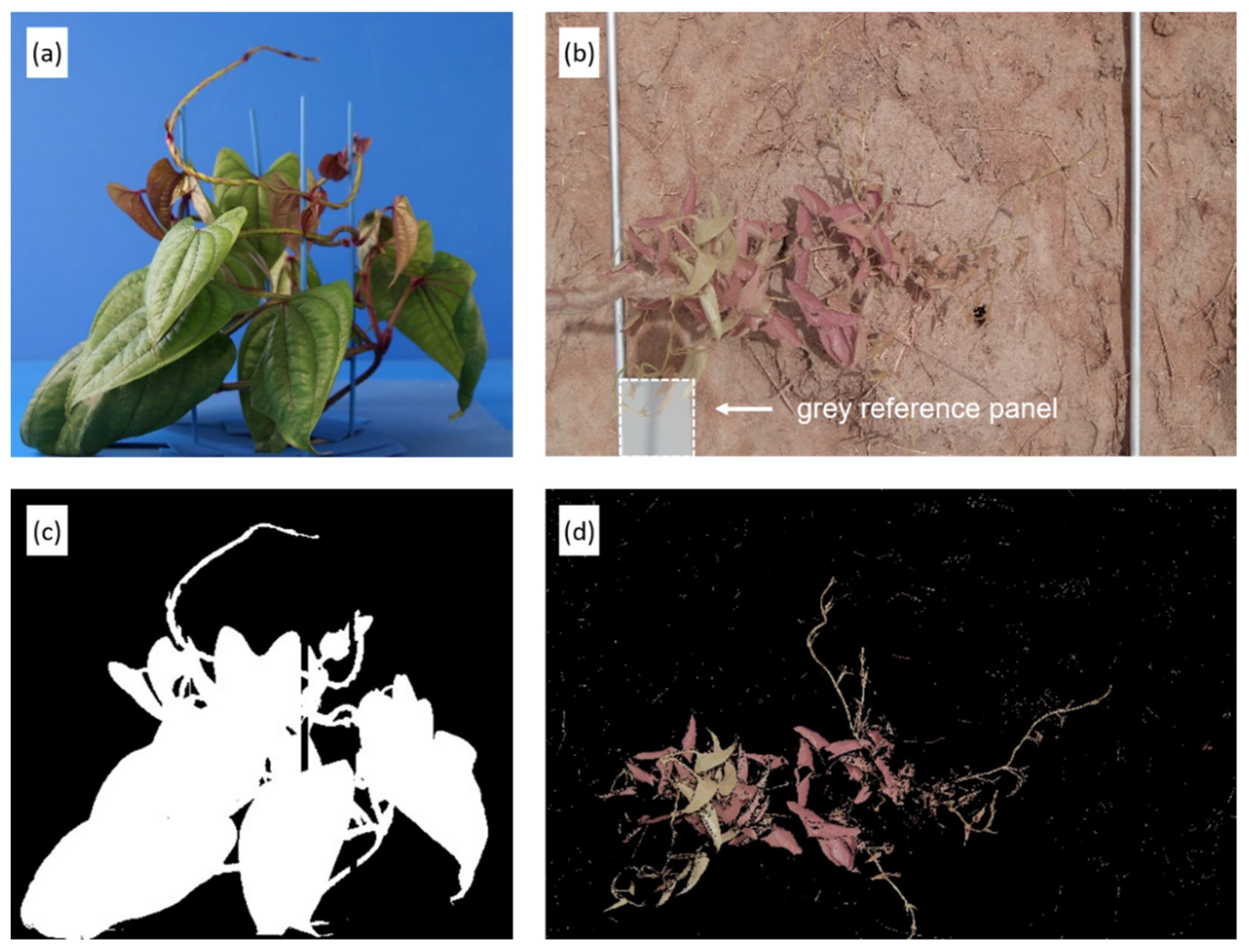 Agronomy 11 00249 g003