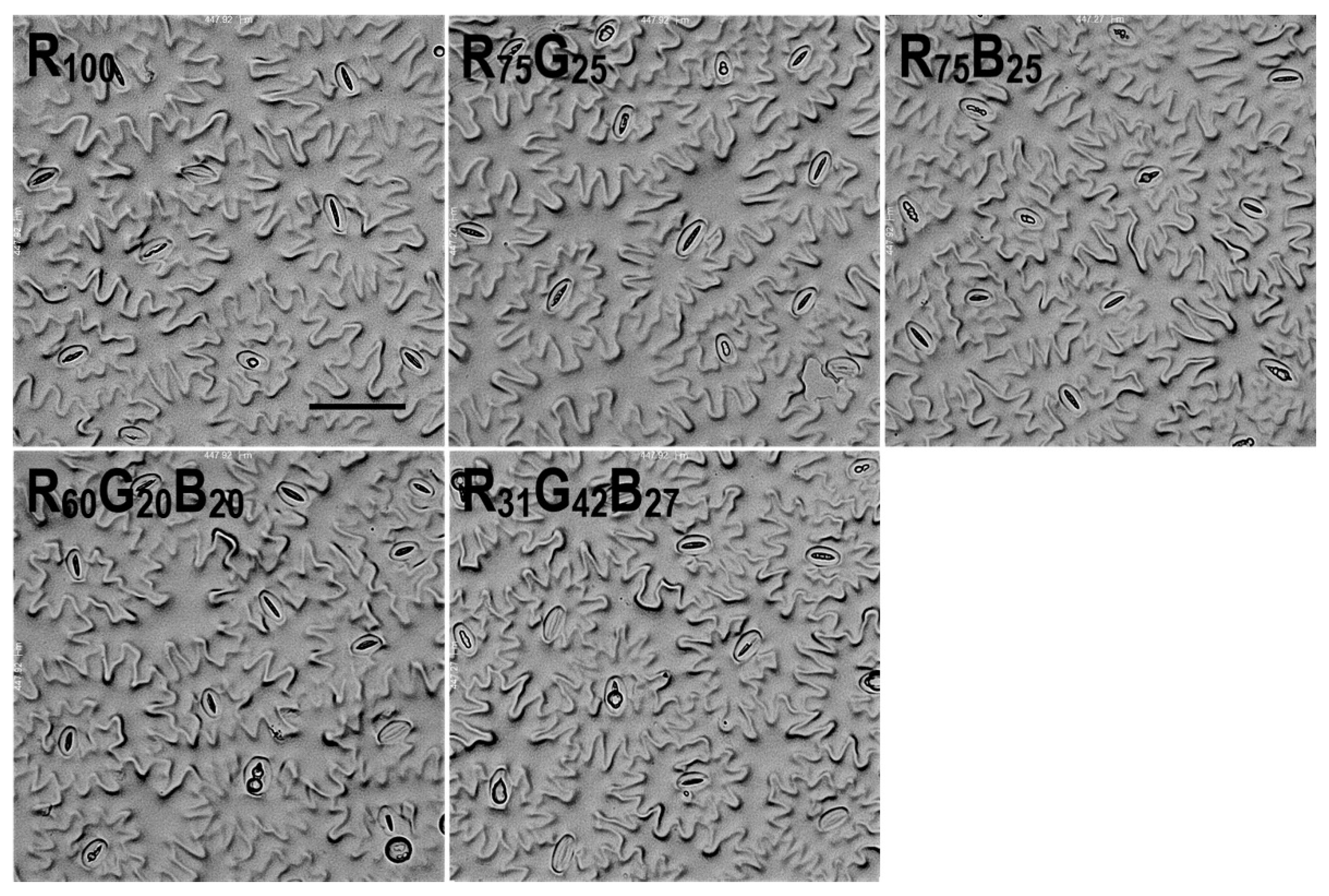 Agronomy 11 00303 g007