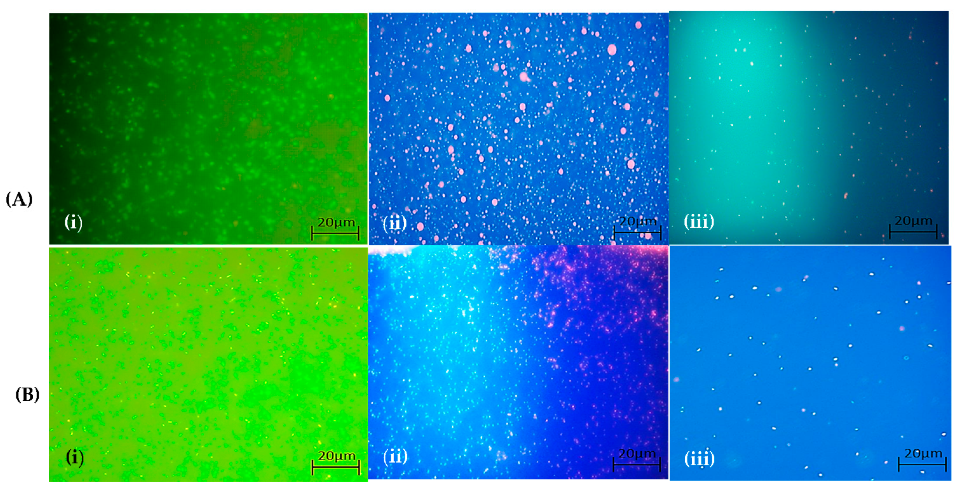 Agronomy 11 00305 g008