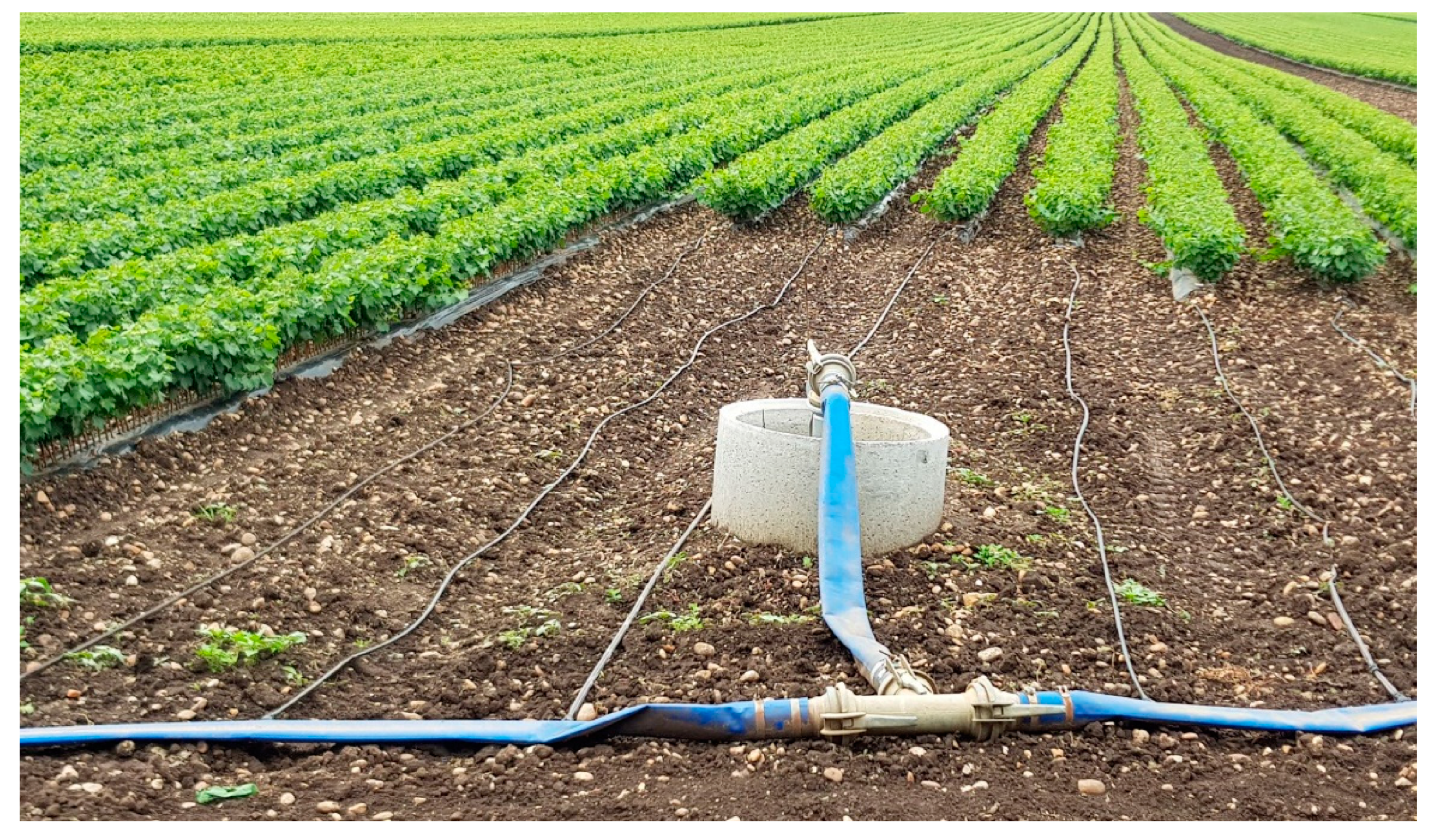 Agronomy 11 00306 g011 Agronomy 11 00306 g011