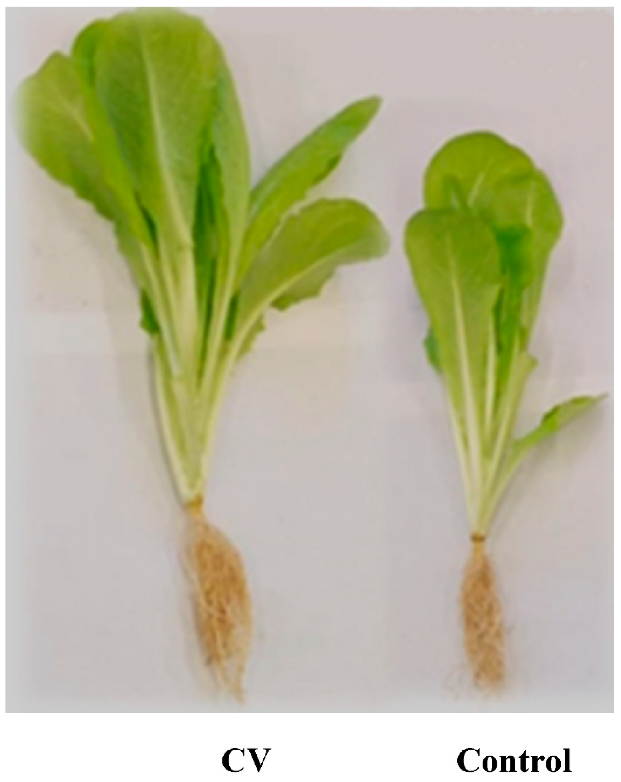Agronomy 11 00308 g001 Agronomy 11 00308 g001
