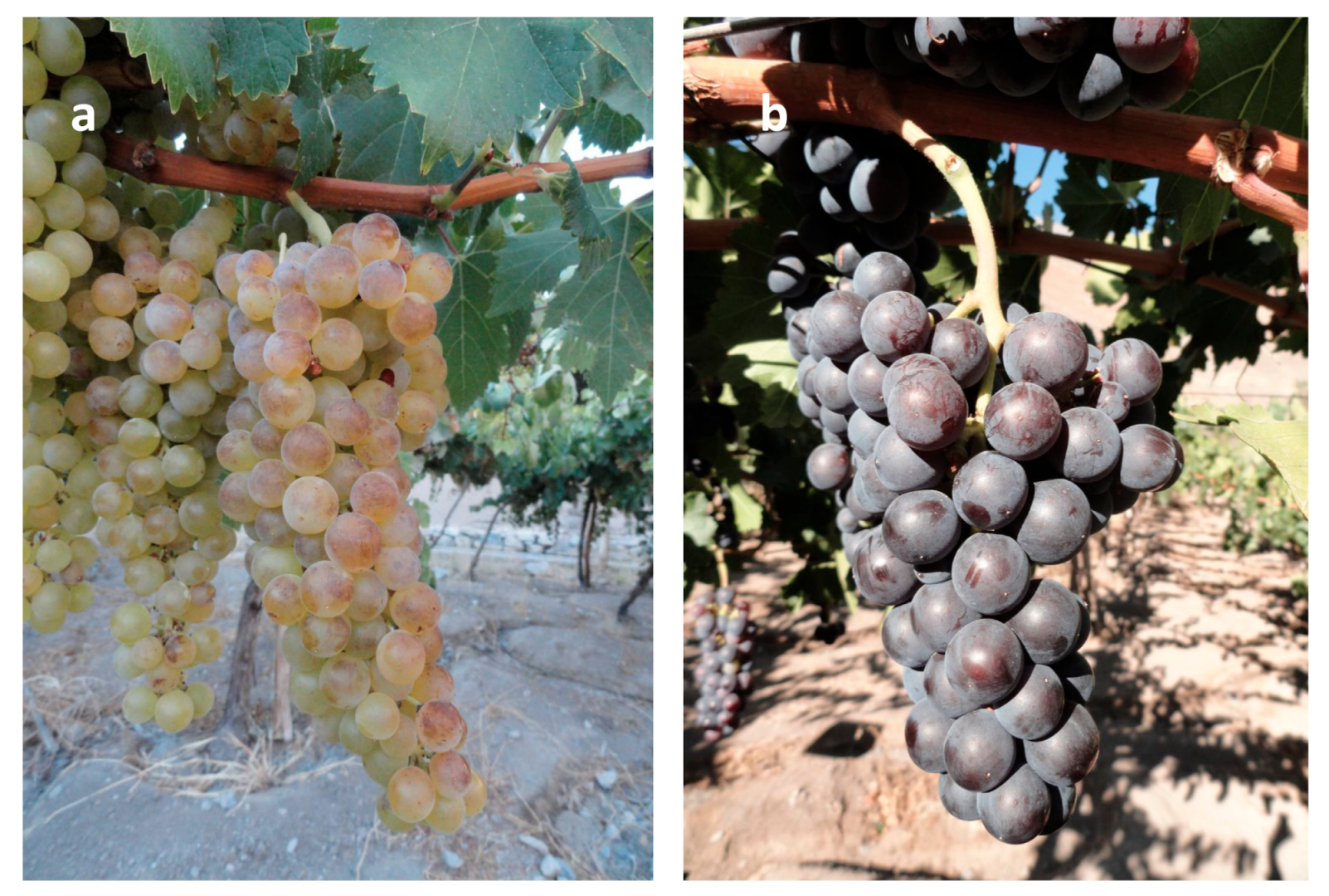 Agronomy 11 00327 g002