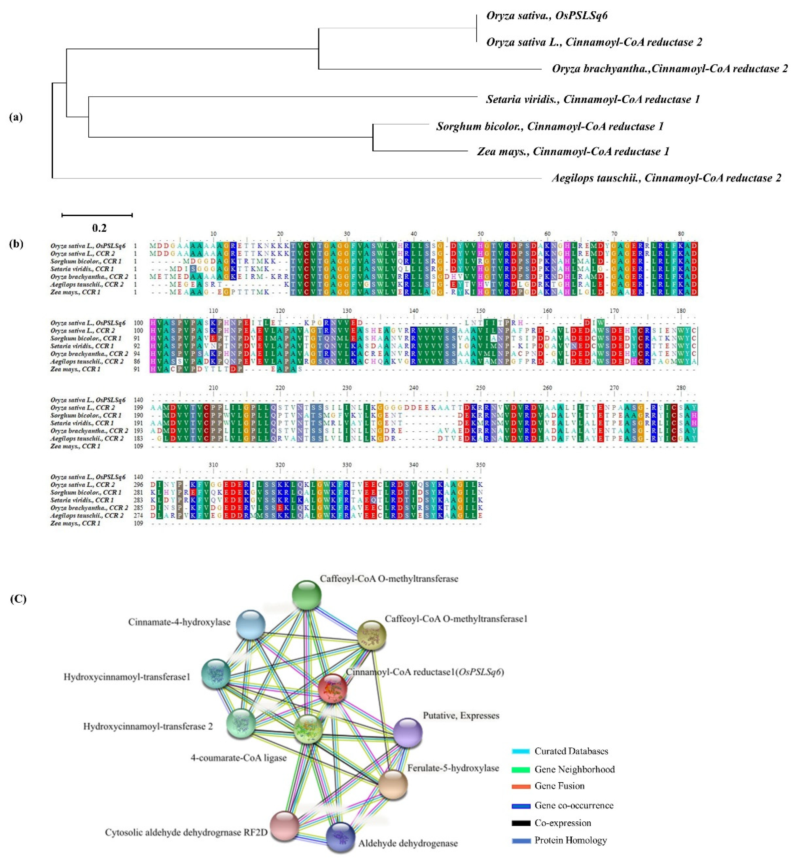 Agronomy 11 00334 g004