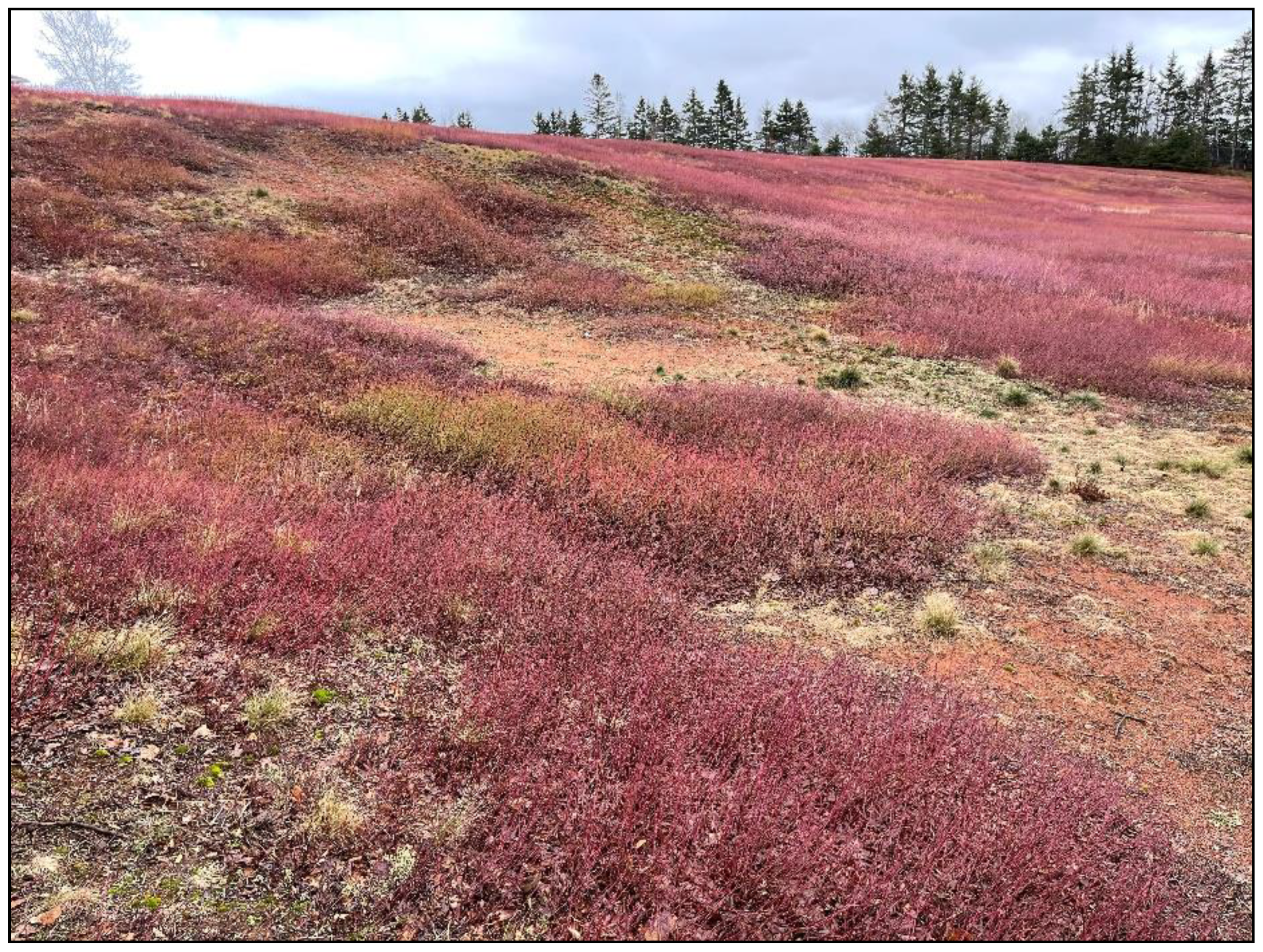 Agronomy 11 00384 g003