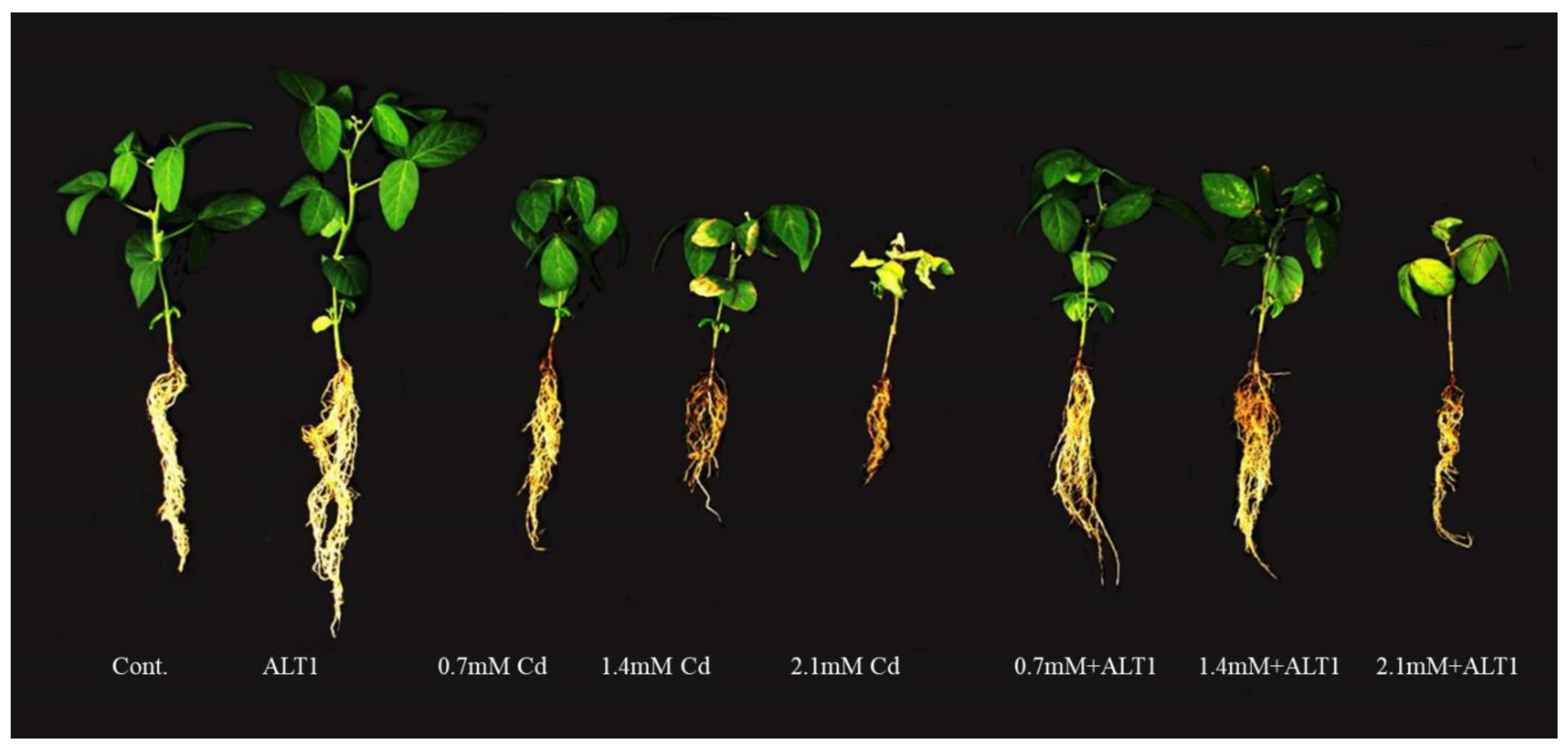 Agronomy 11 00404 g001