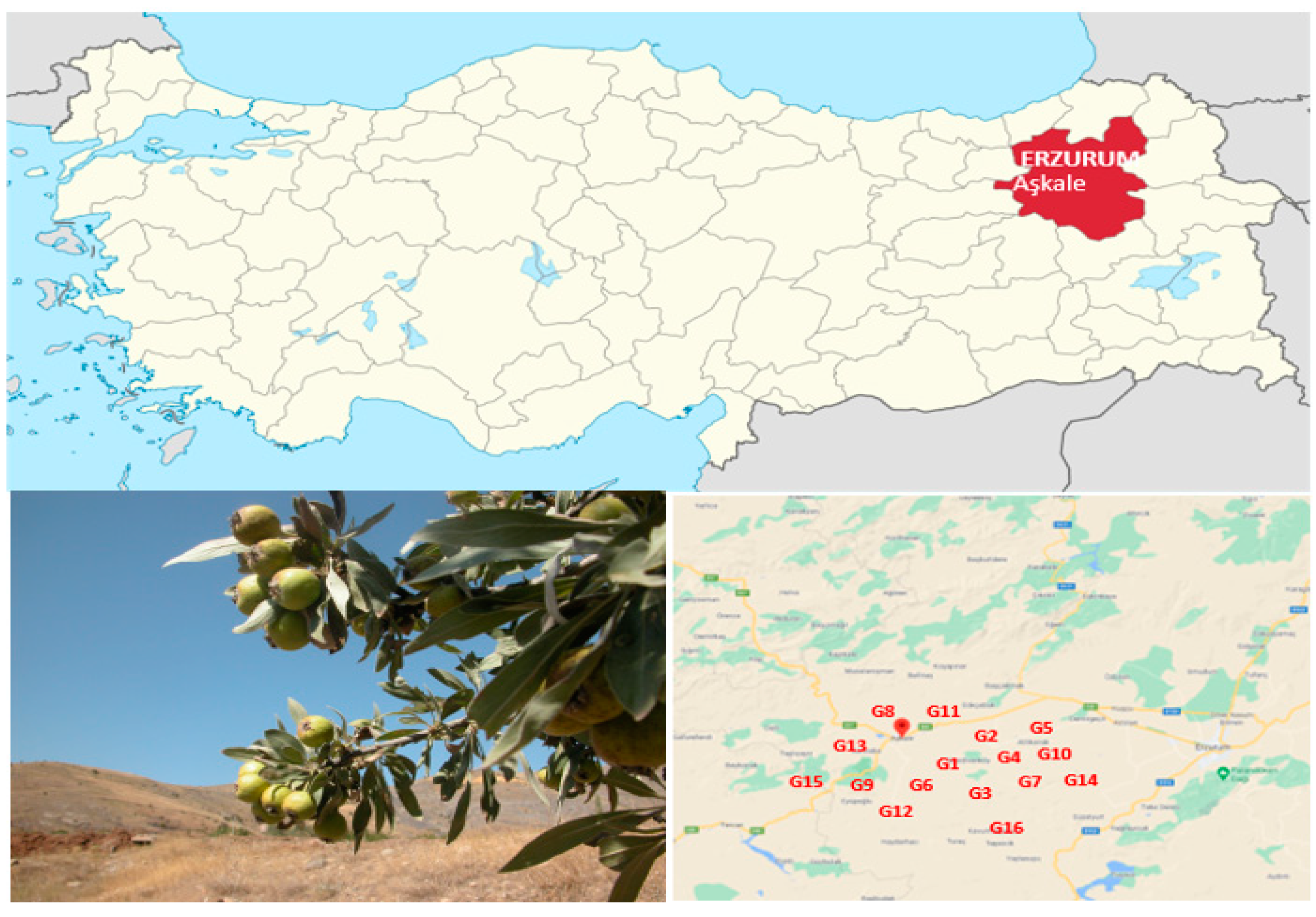 Agronomy 11 00430 g001