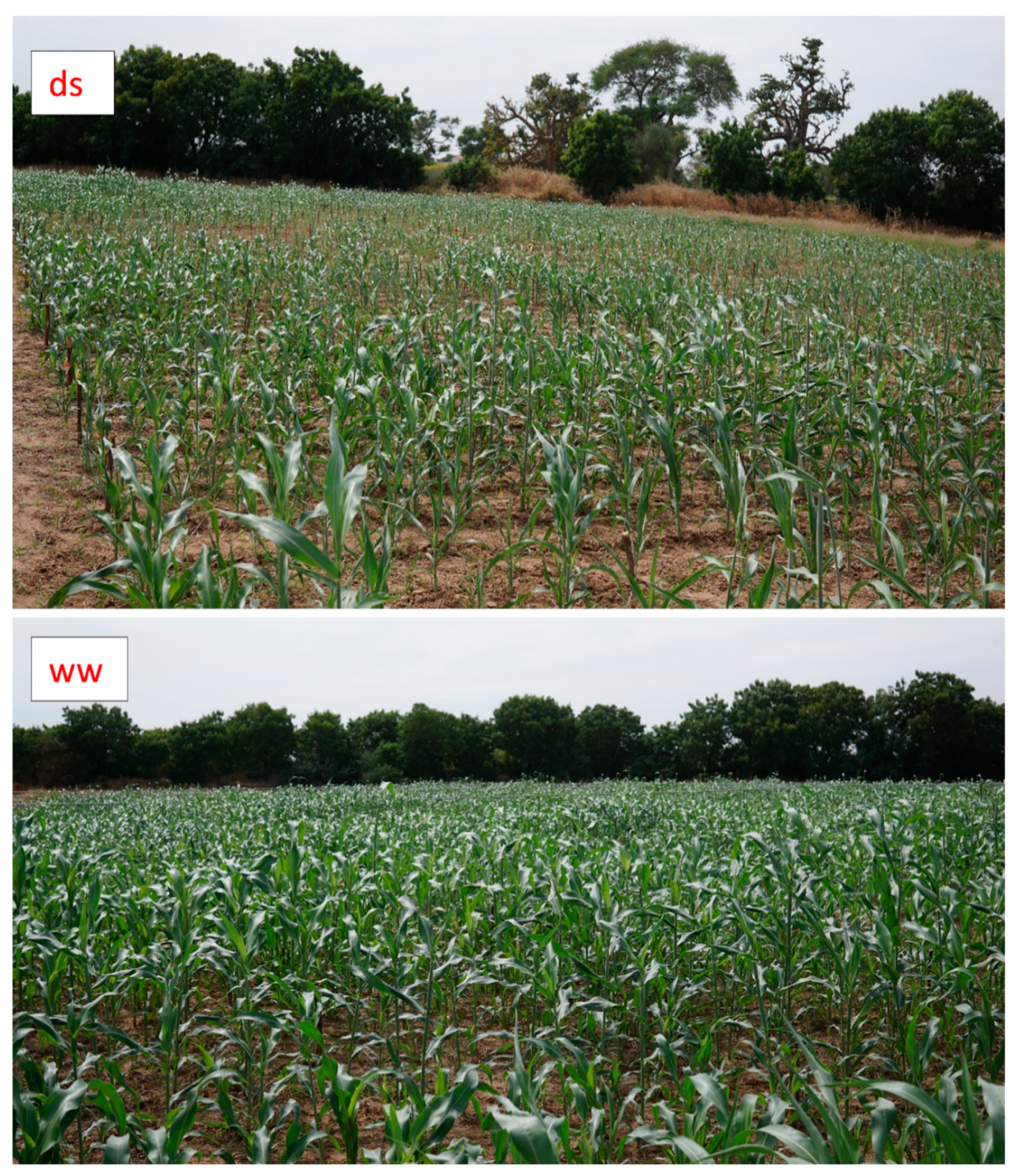Agronomy 11 00443 g006