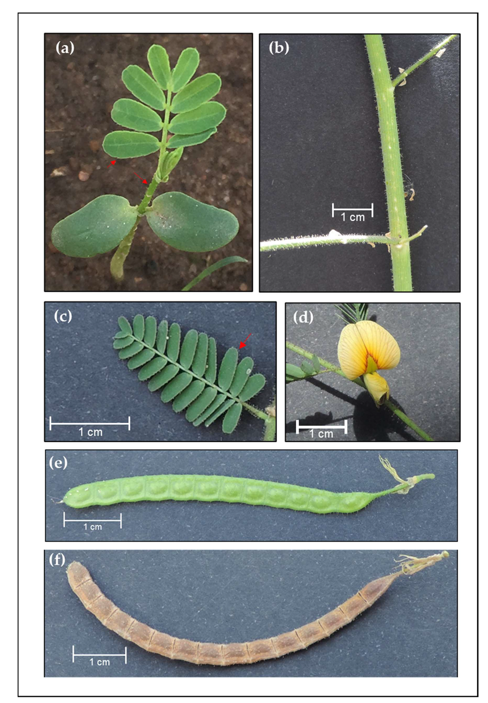 Agronomy 11 00453 g0a1