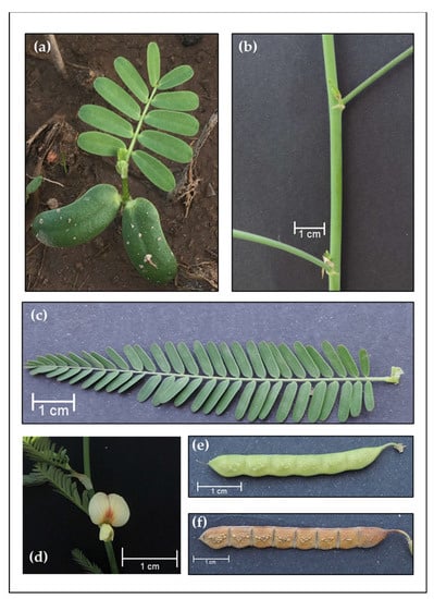 Agronomy 11 00453 g0a2