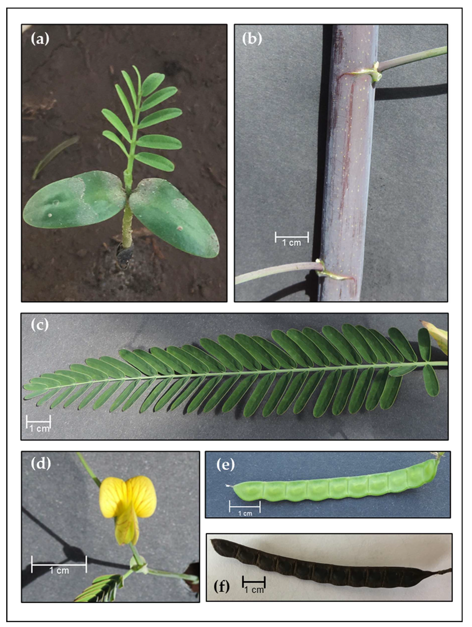 Agronomy 11 00453 g0a3