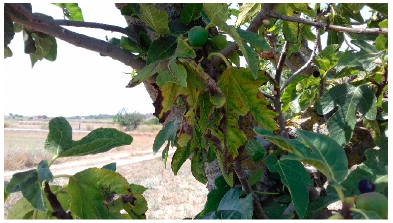 Agronomy 11 00473 g004 Agronomy 11 00473 g004