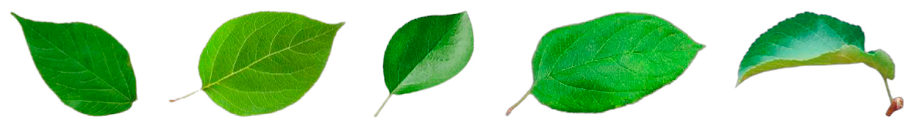 Agronomy 11 00476 g002 Agronomy 11 00476 g002