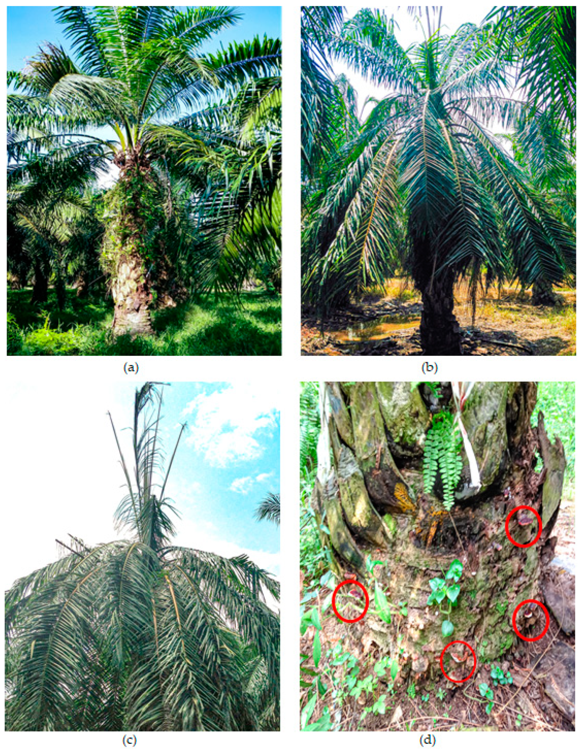 Agronomy 11 00532 g002 Agronomy 11 00532 g002