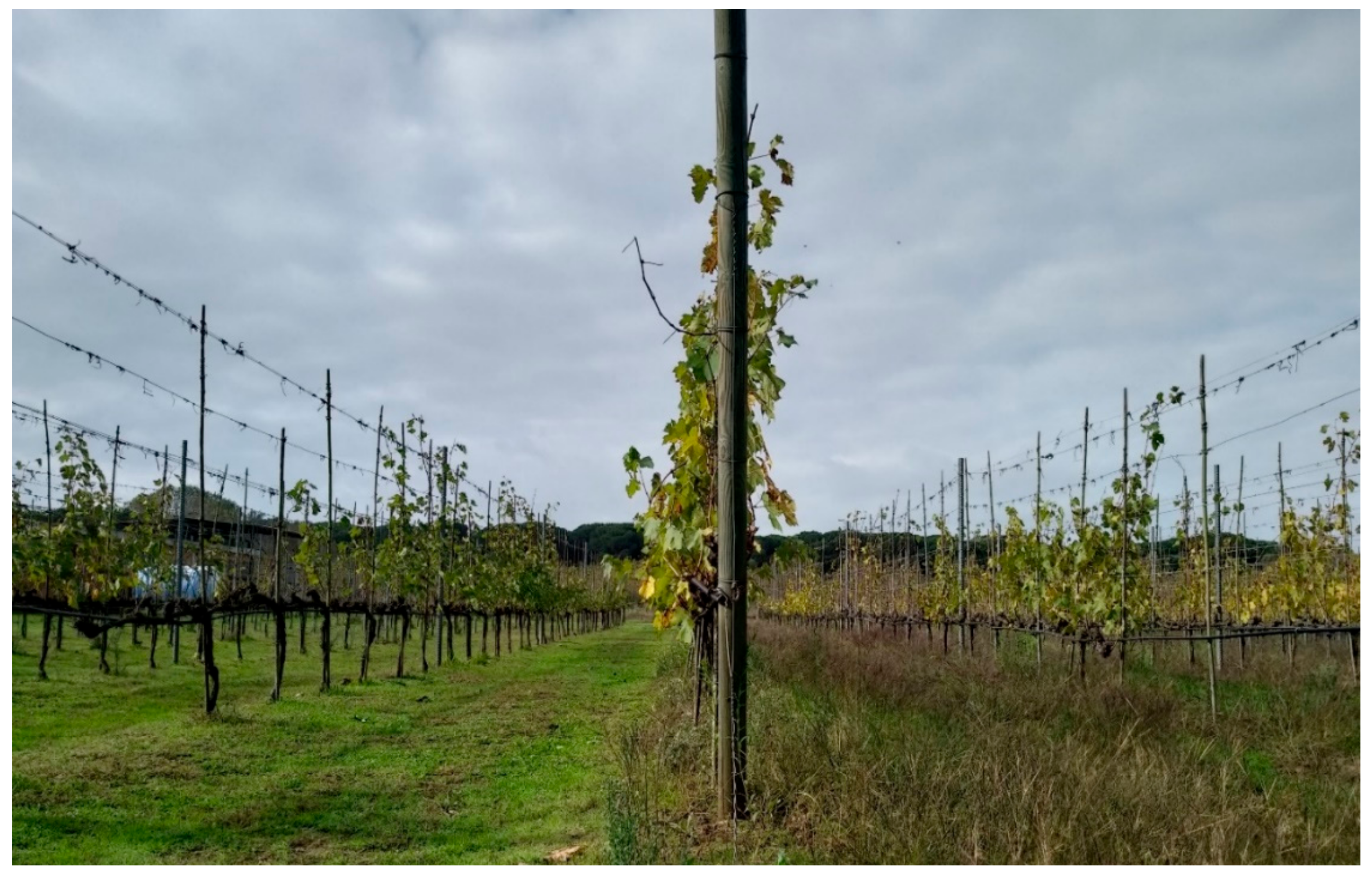 Agronomy 11 00538 g003