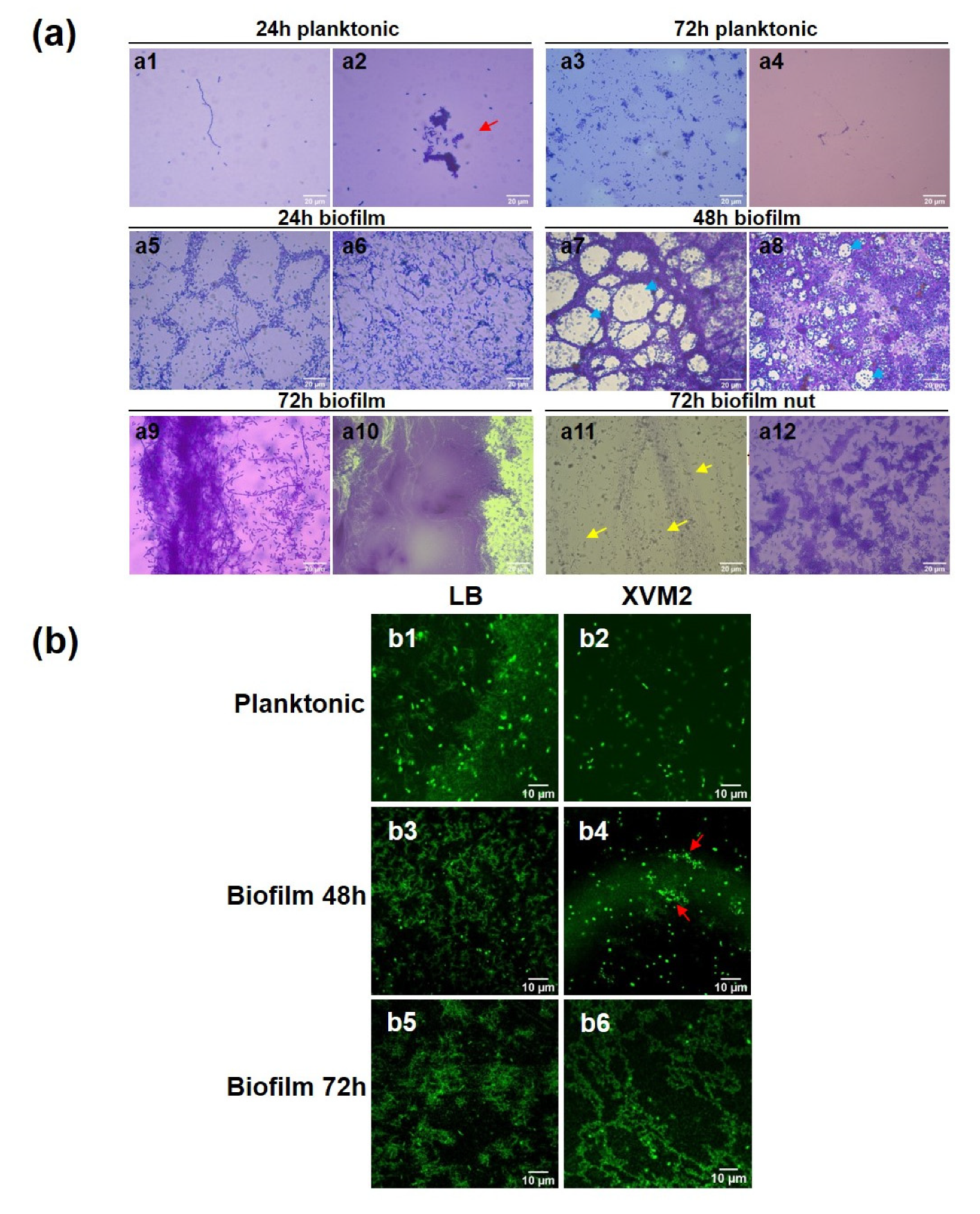 Agronomy 11 00546 g003