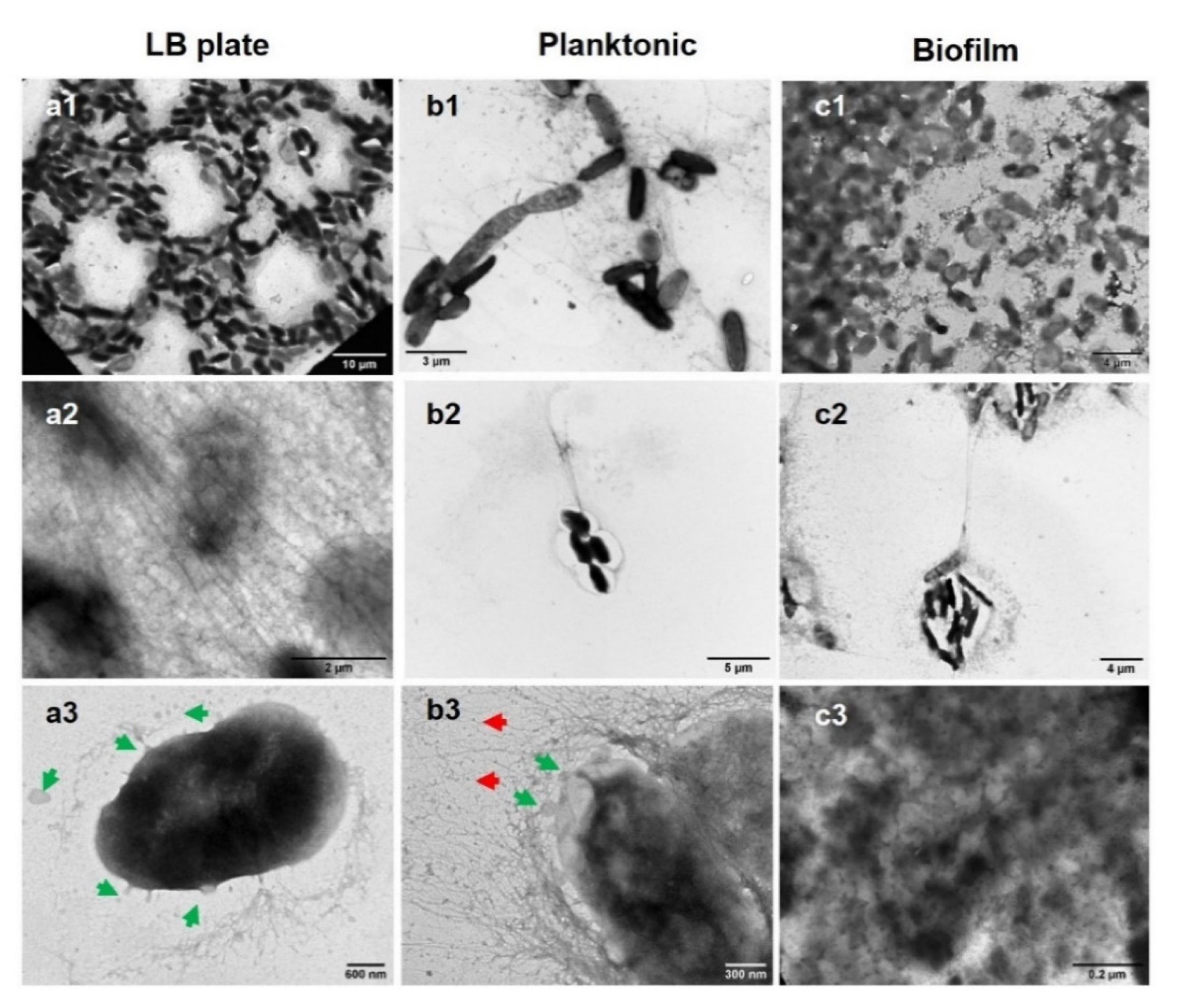 Agronomy 11 00546 g004