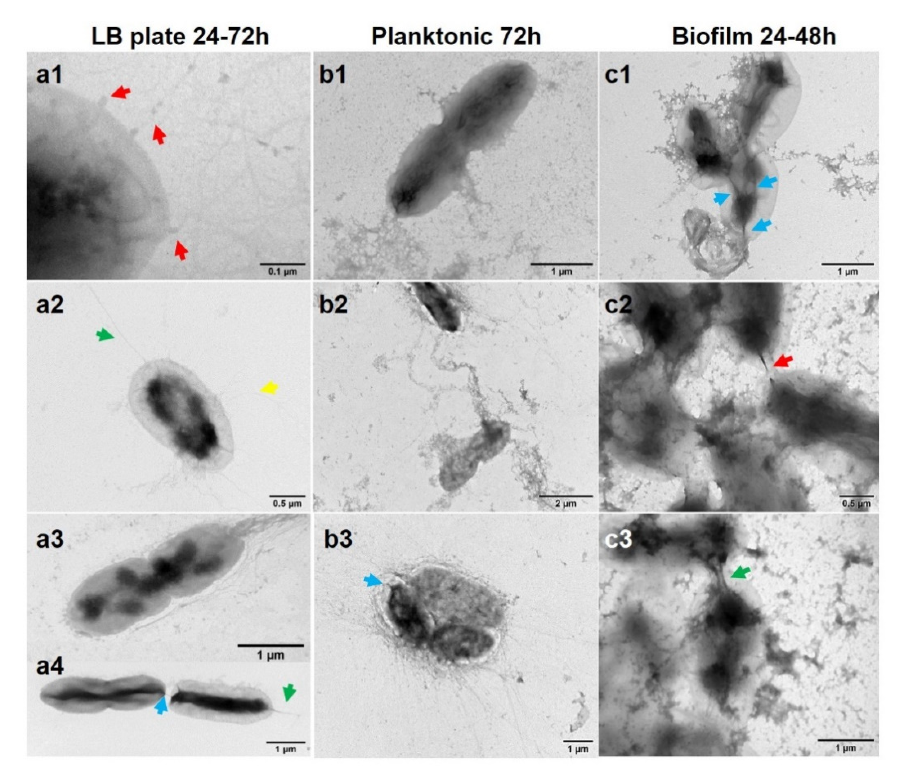 Agronomy 11 00546 g005