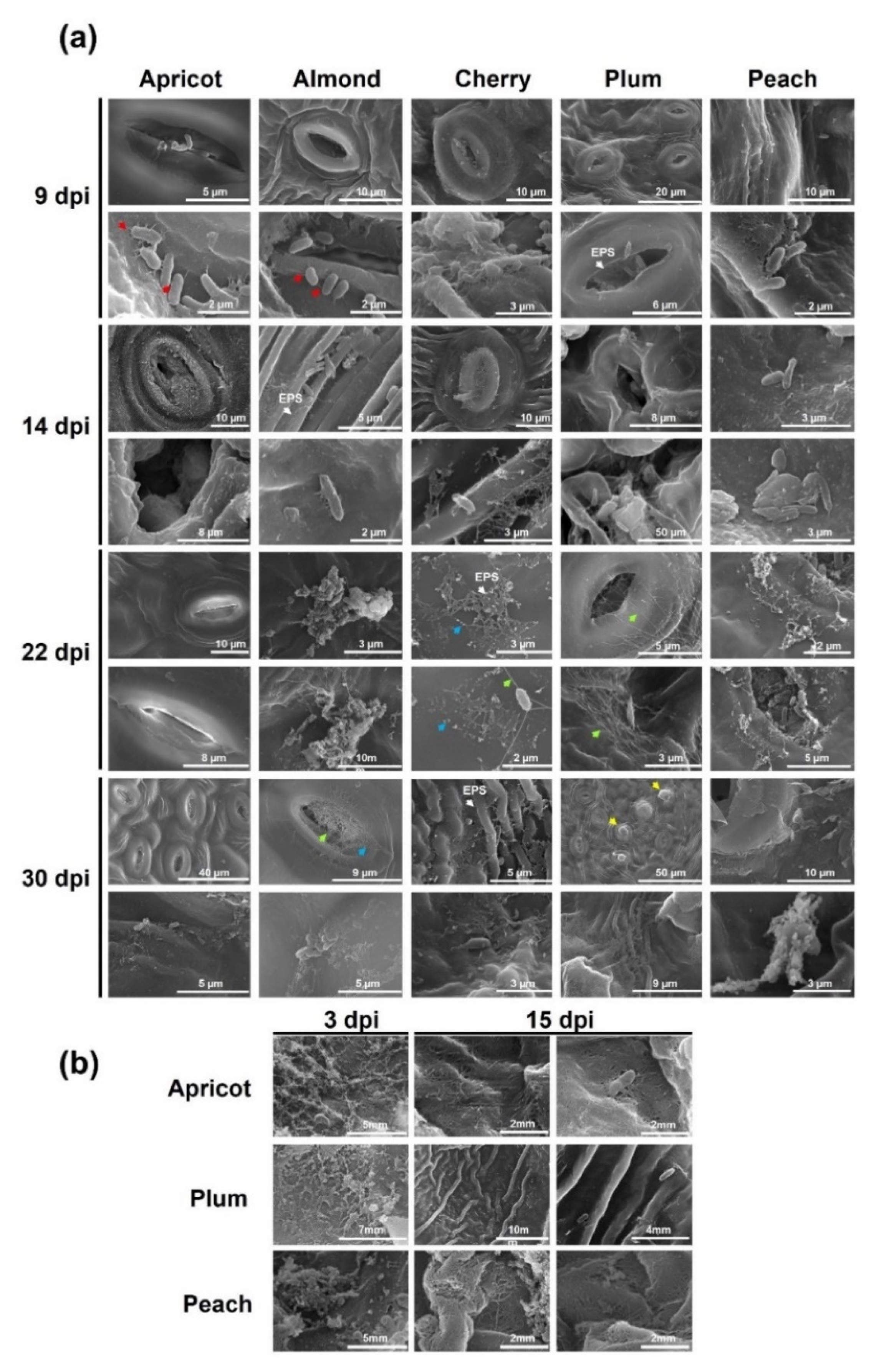 Agronomy 11 00546 g007