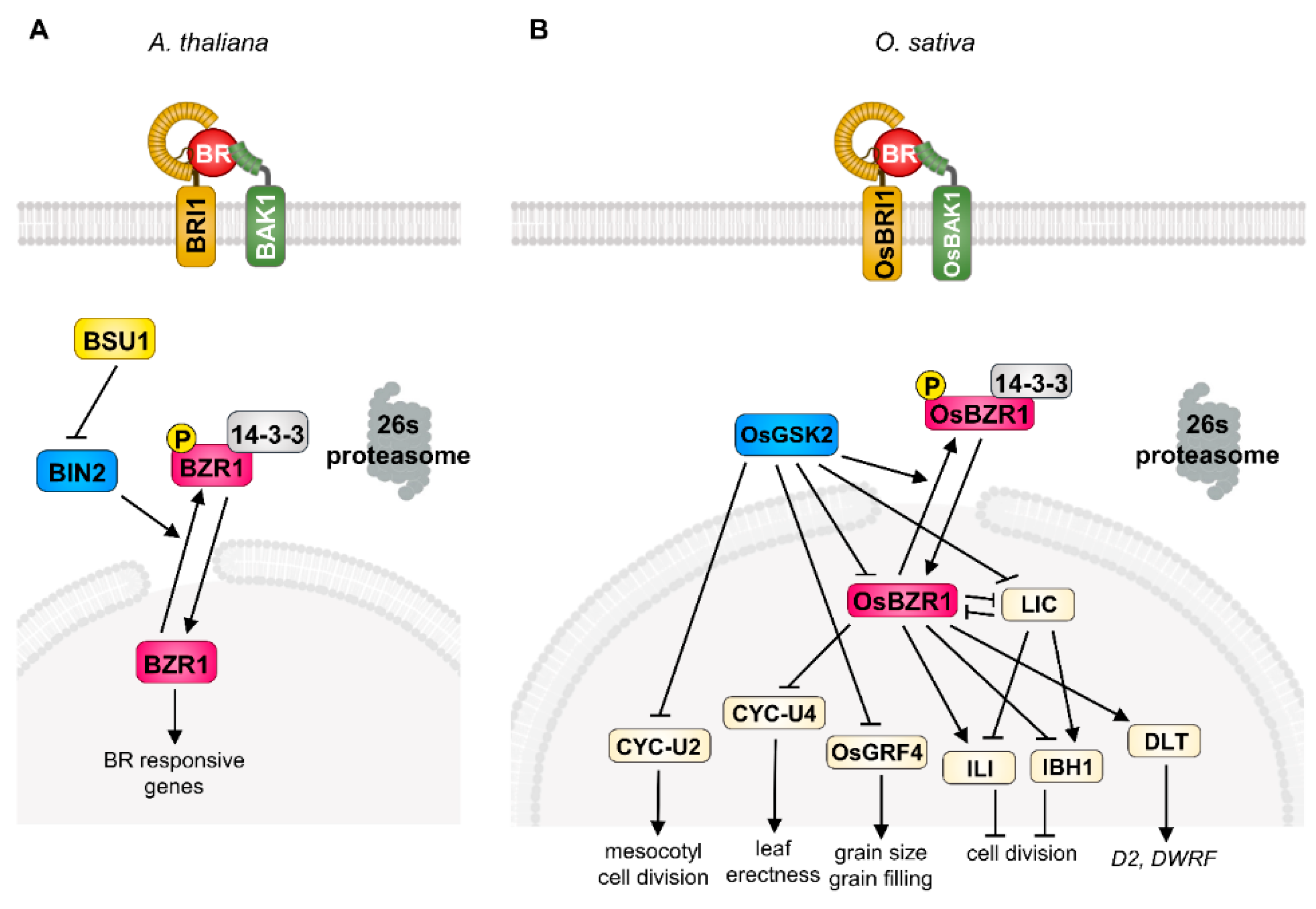 Agronomy 11 00556 g001 Agronomy 11 00556 g001