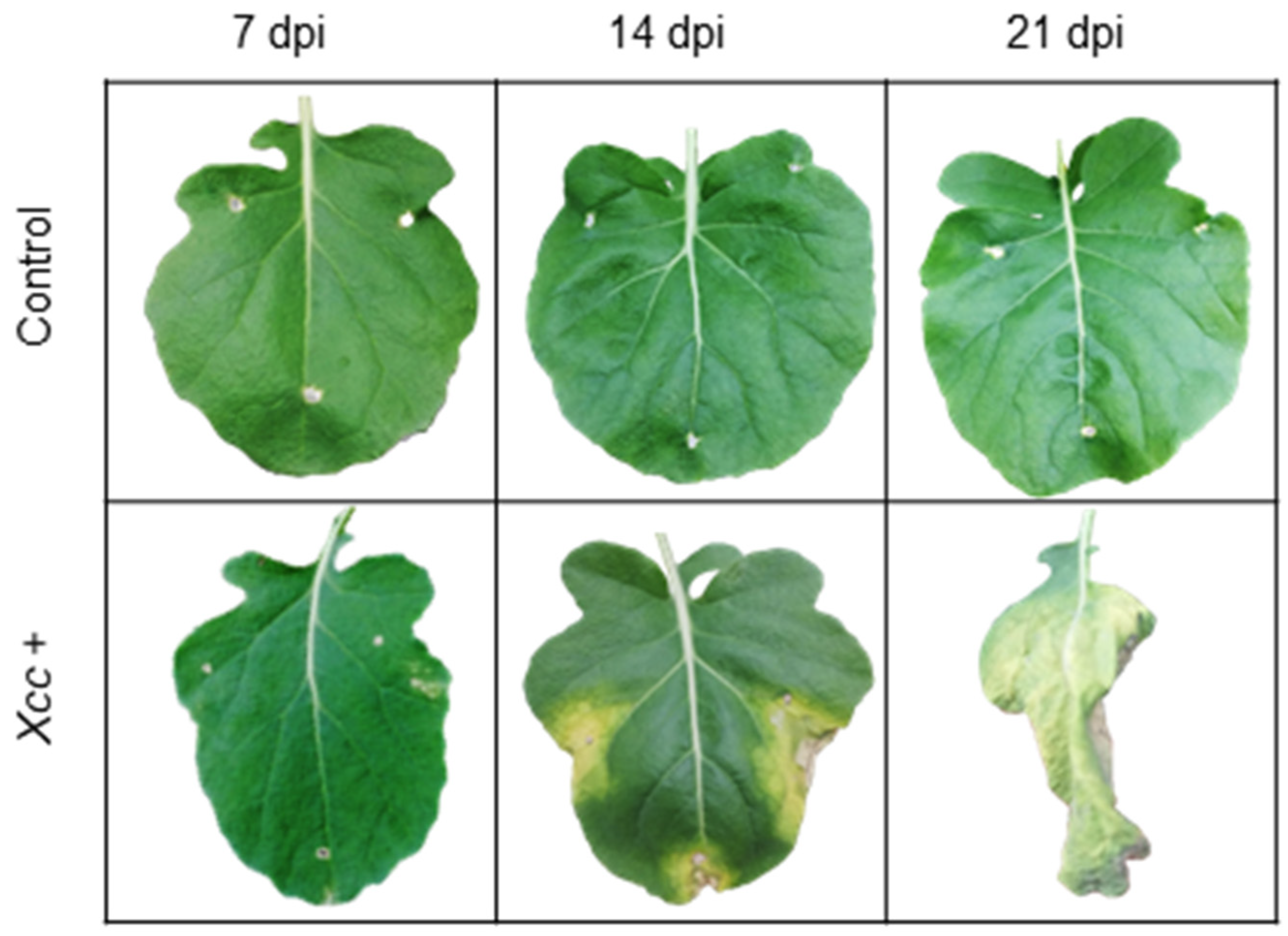 Agronomy 11 00569 g002