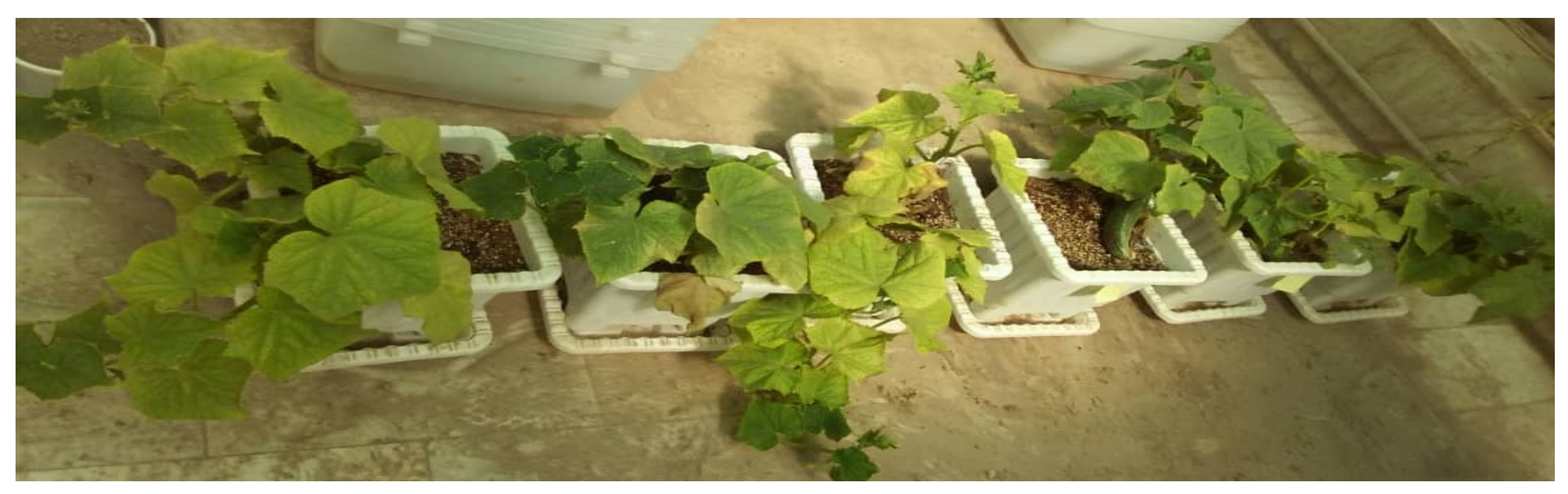 Agronomy 11 00575 g002