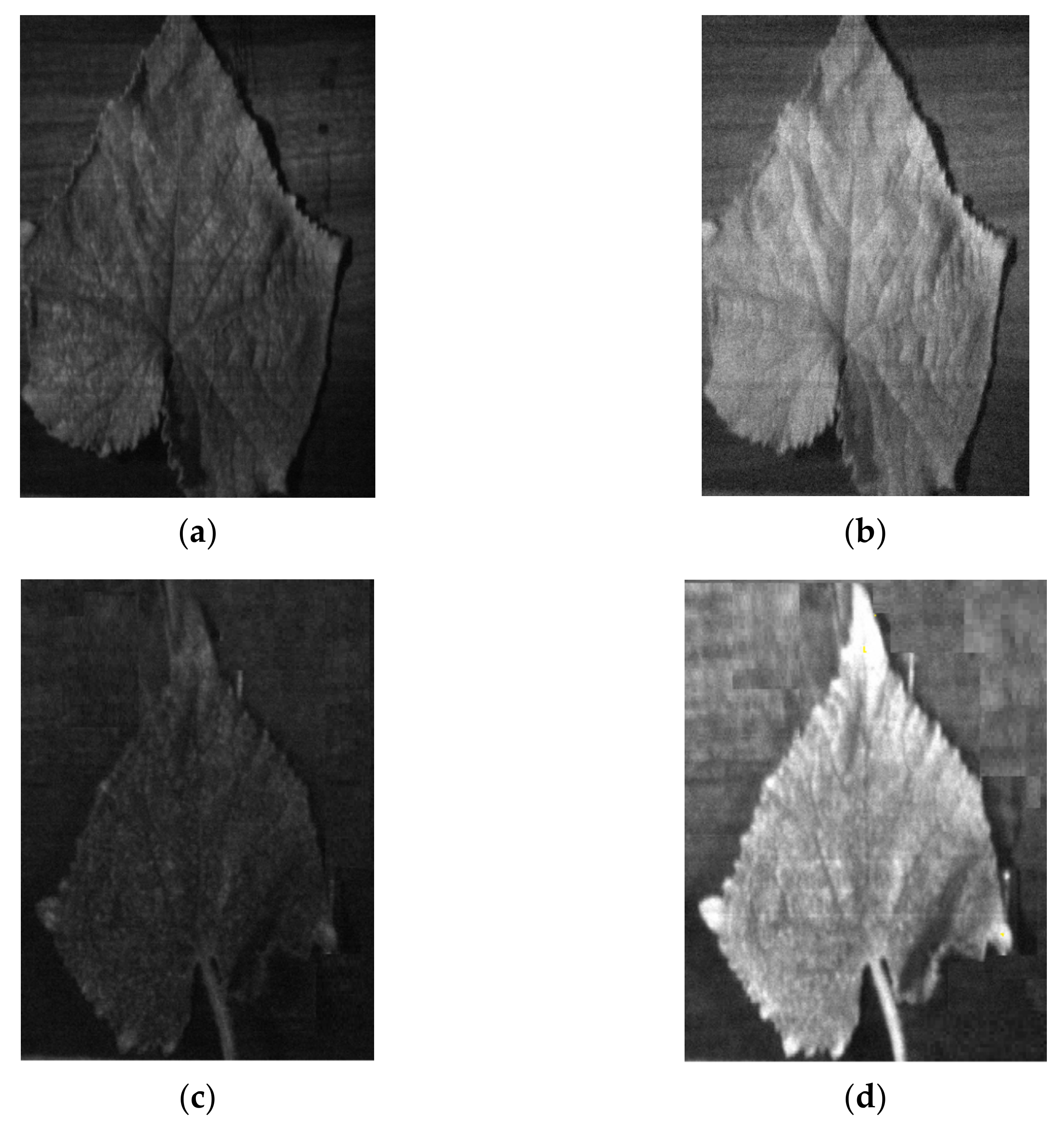 Agronomy 11 00575 g011