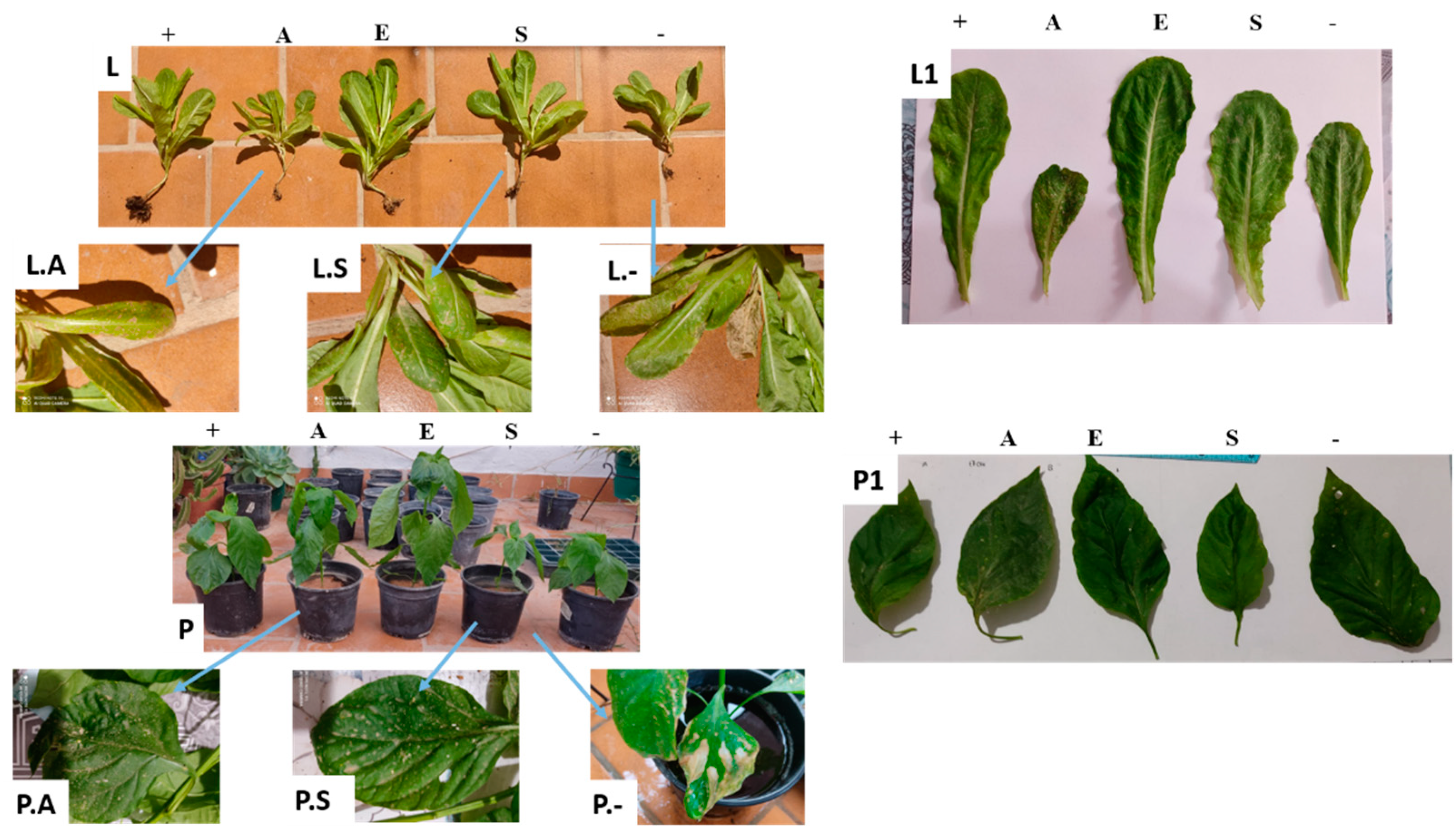 Agronomy 11 00580 g007