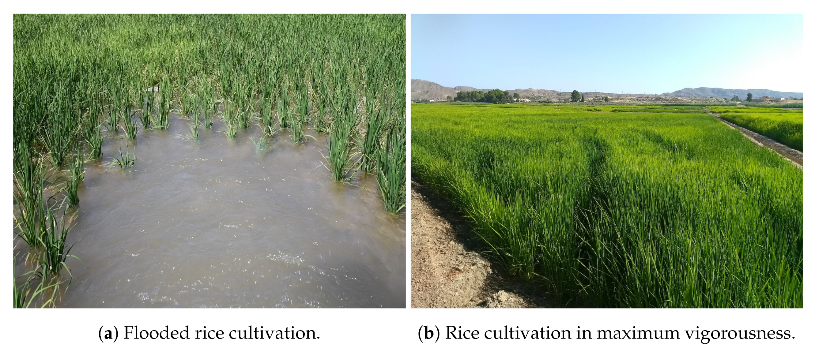 Agronomy 11 00621 g002 Agronomy 11 00621 g002