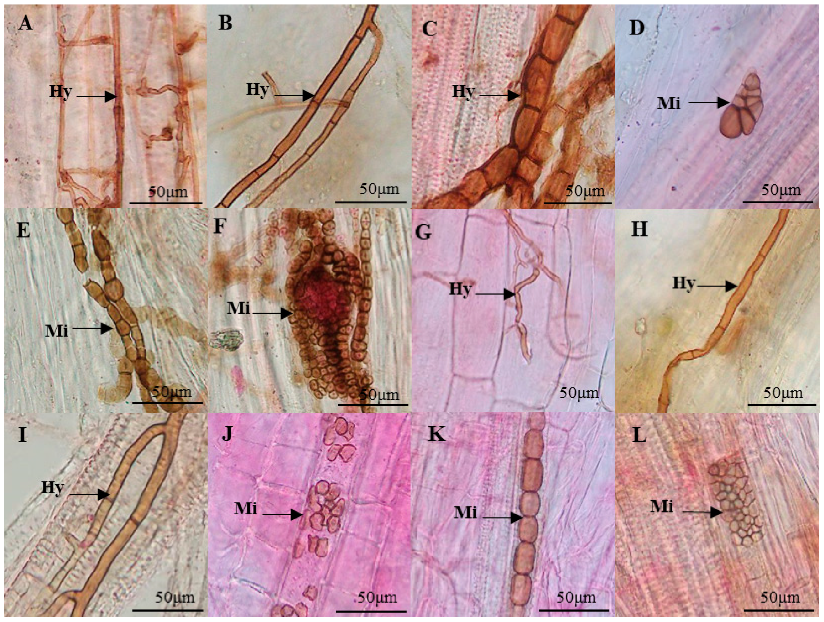 Agronomy 11 00648 g001 Agronomy 11 00648 g001