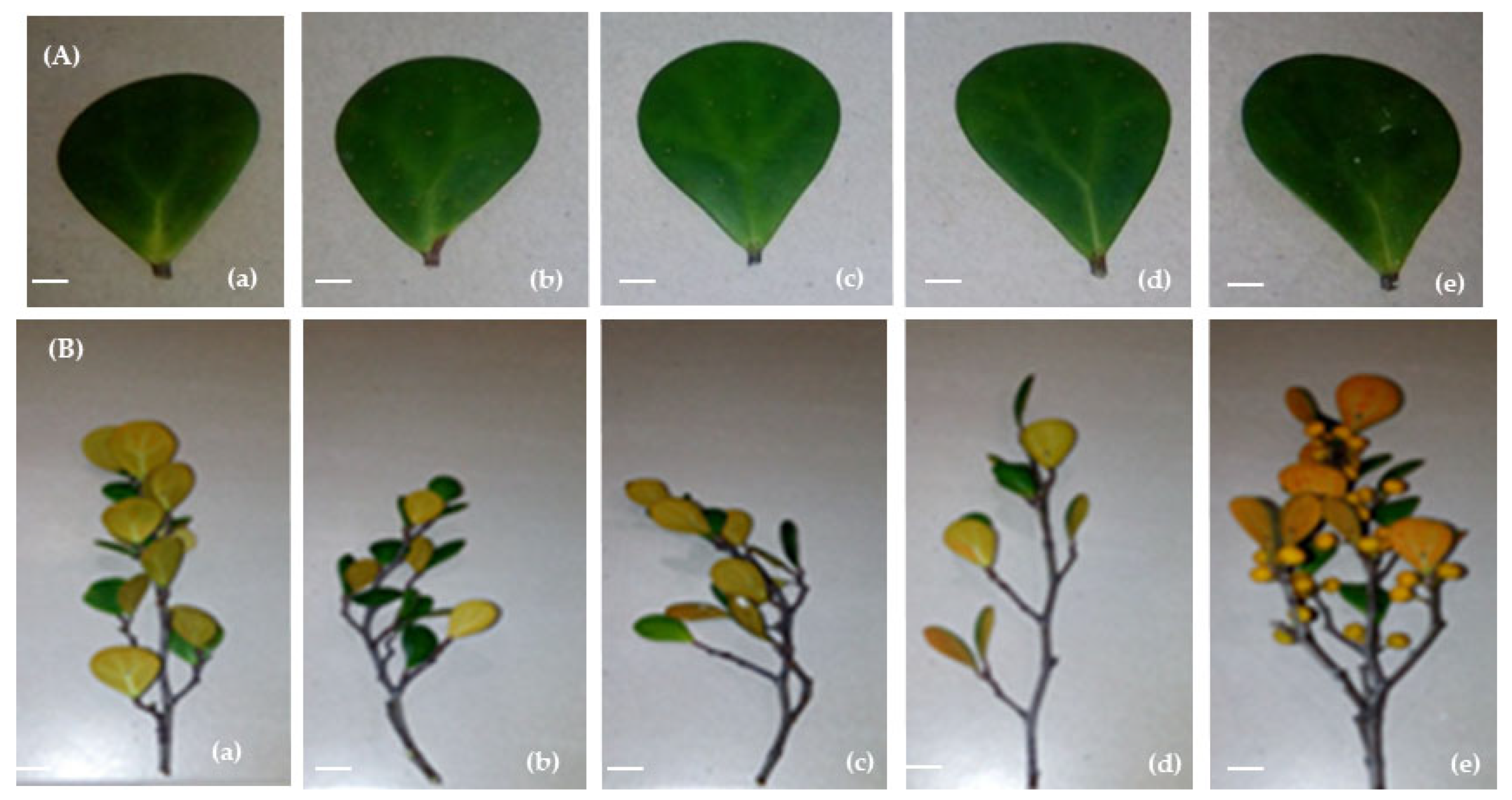 Agronomy 11 00704 g002