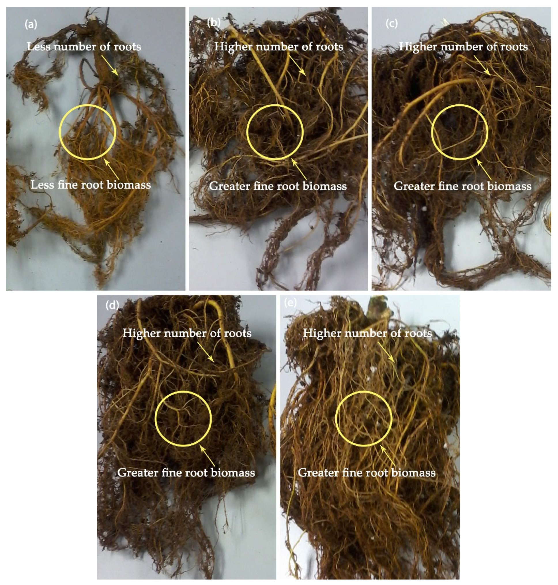 Agronomy 11 00704 g005