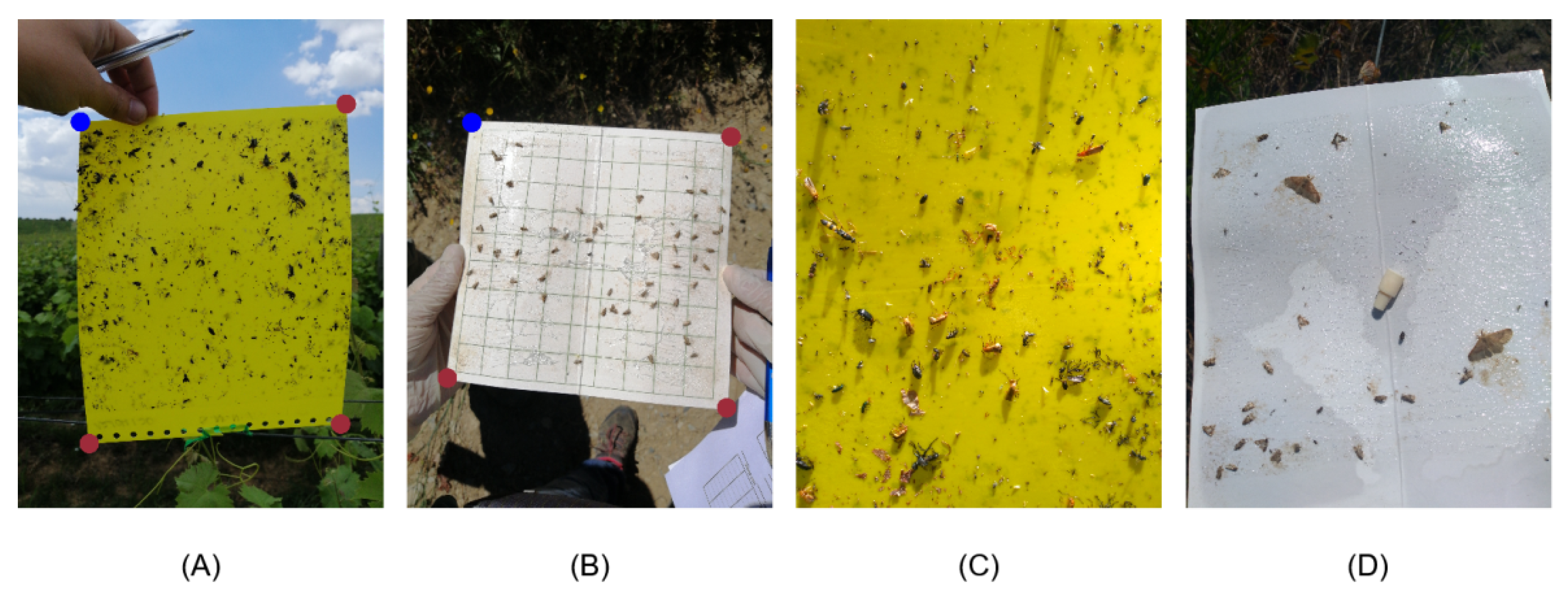 Agronomy 11 00731 g004