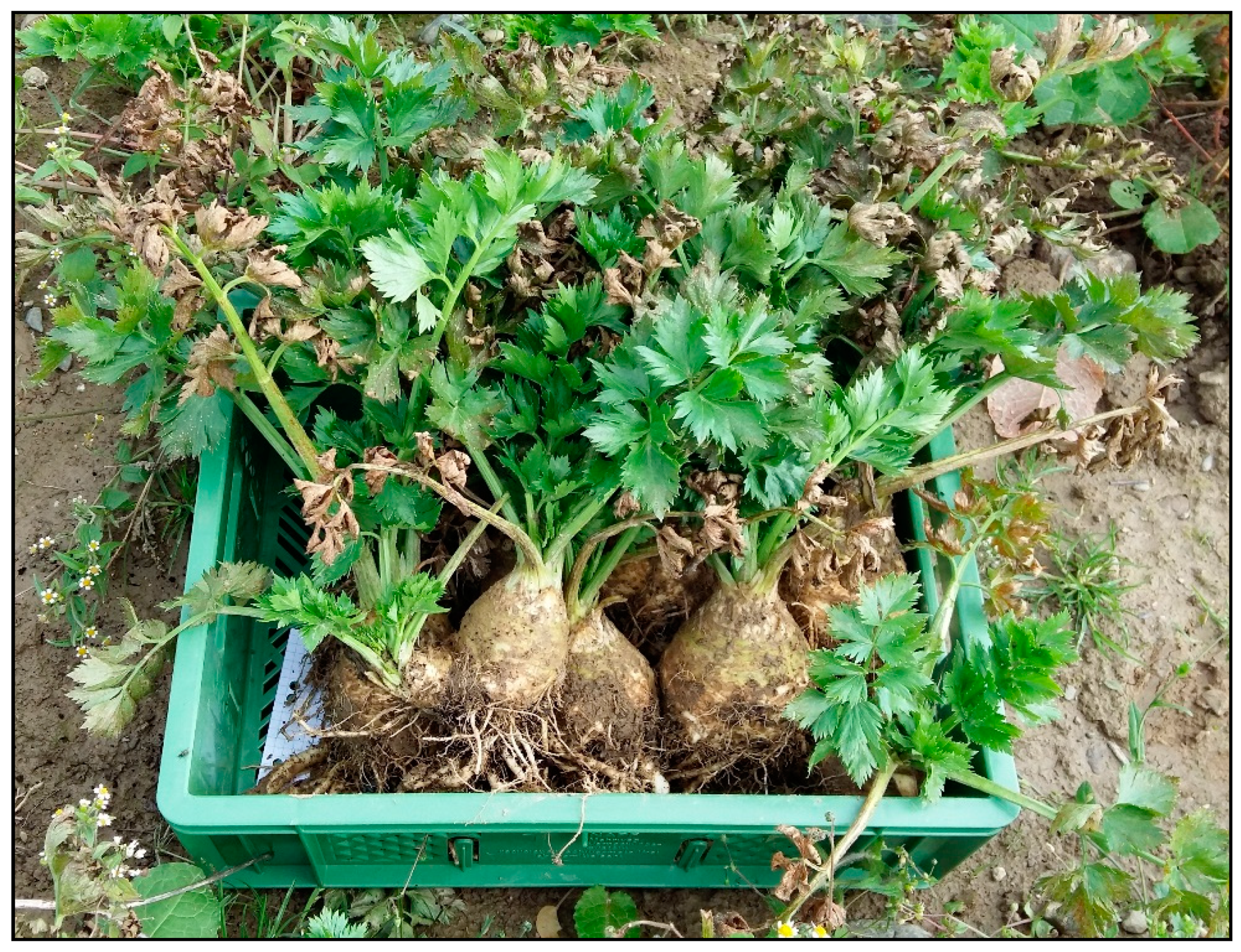 Agronomy 11 00733 g007 Agronomy 11 00733 g007