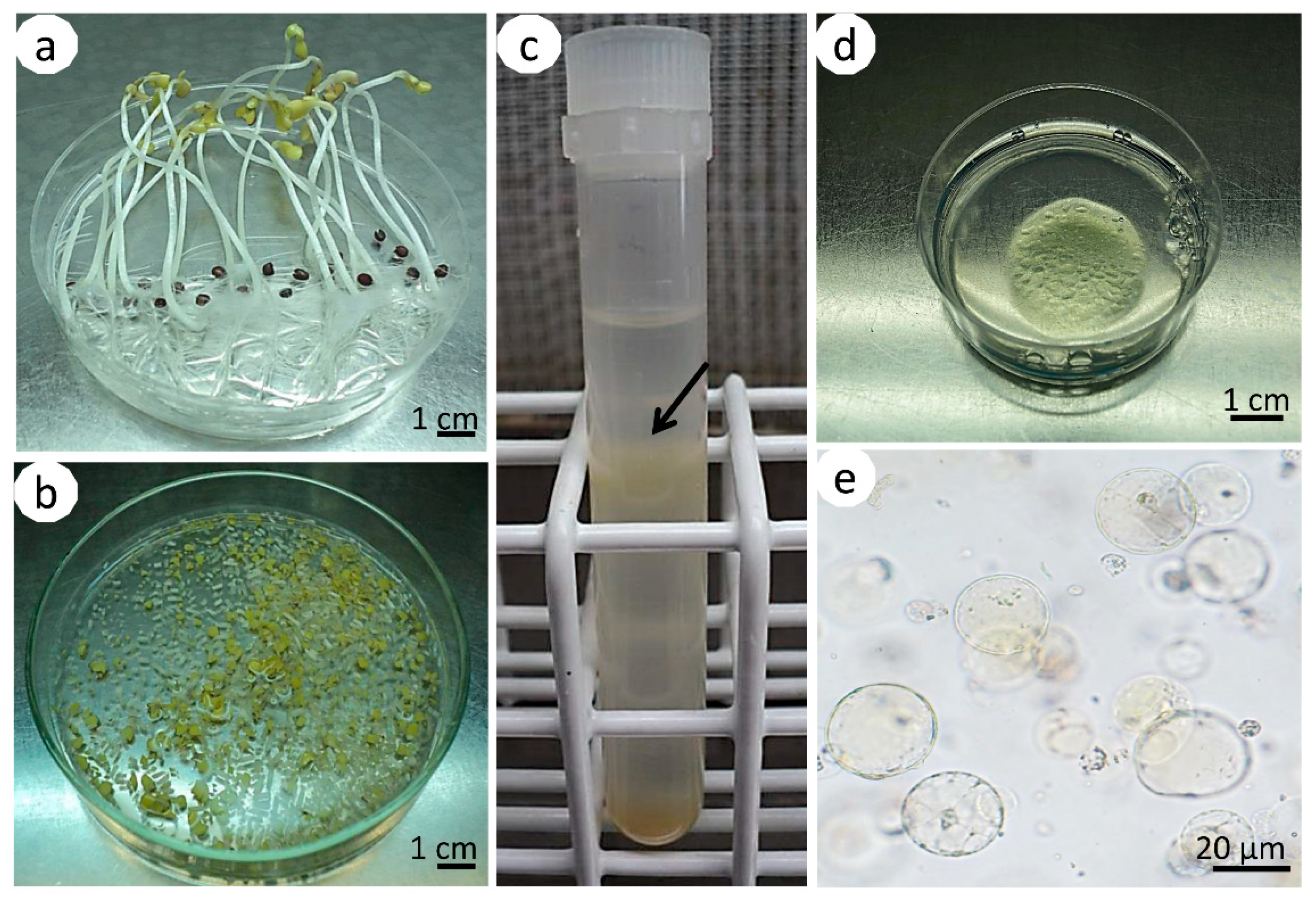 Agronomy 11 00735 g001 Agronomy 11 00735 g001