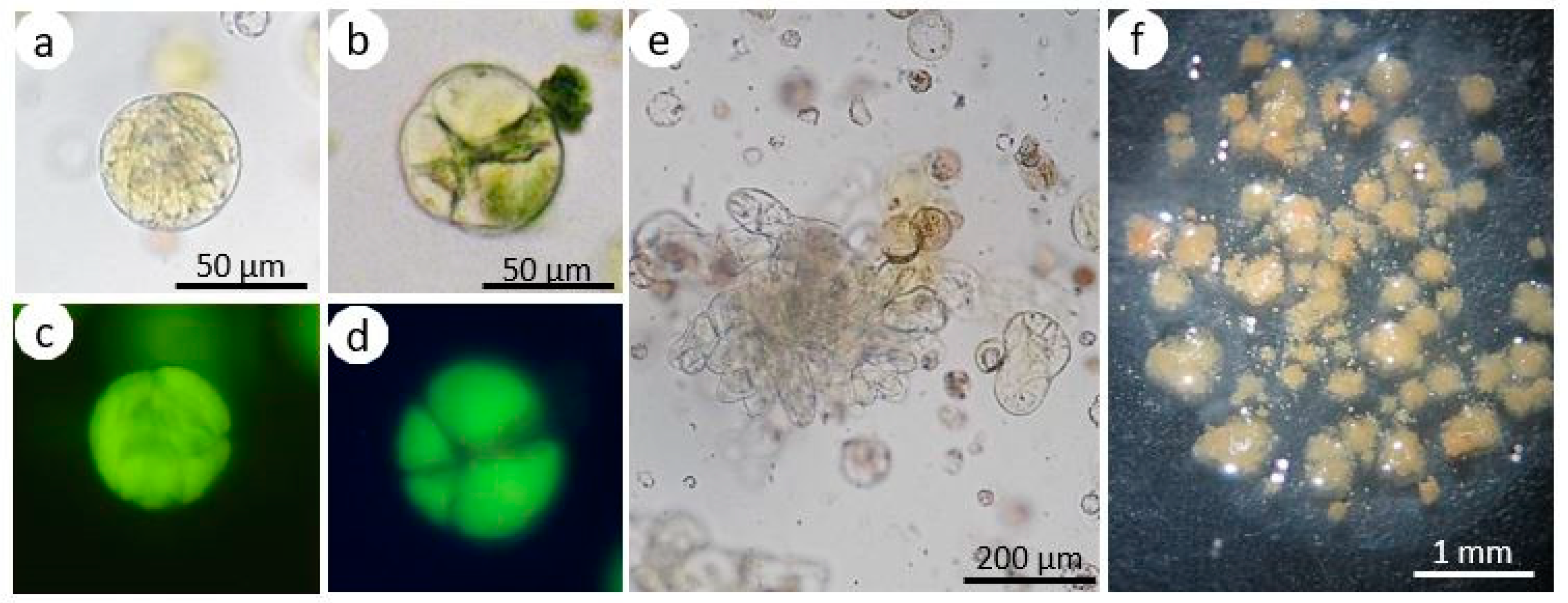Agronomy 11 00735 g004 Agronomy 11 00735 g004
