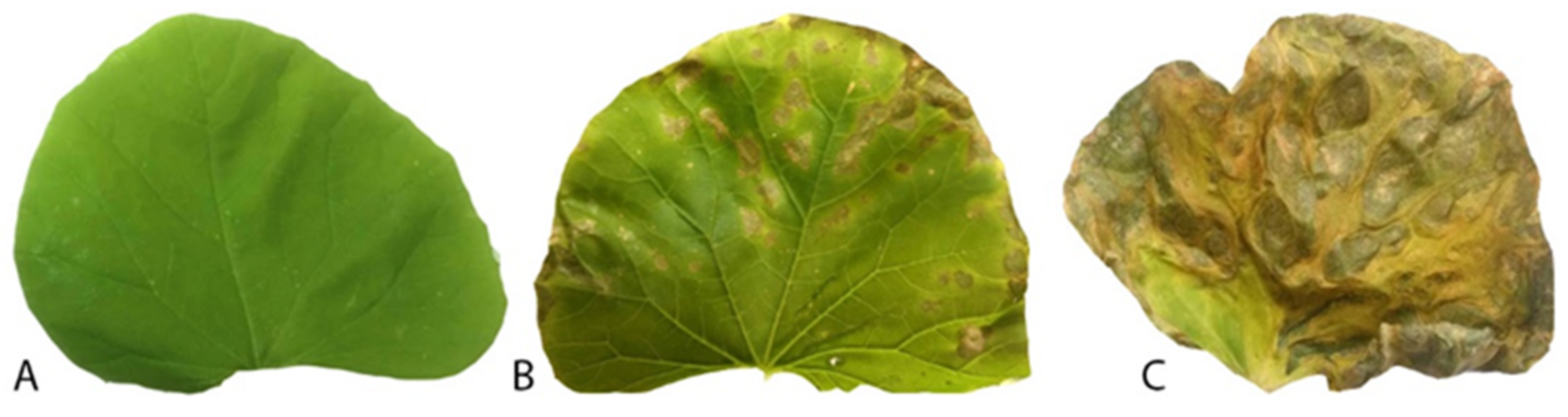 Agronomy 11 00759 g001 Agronomy 11 00759 g001