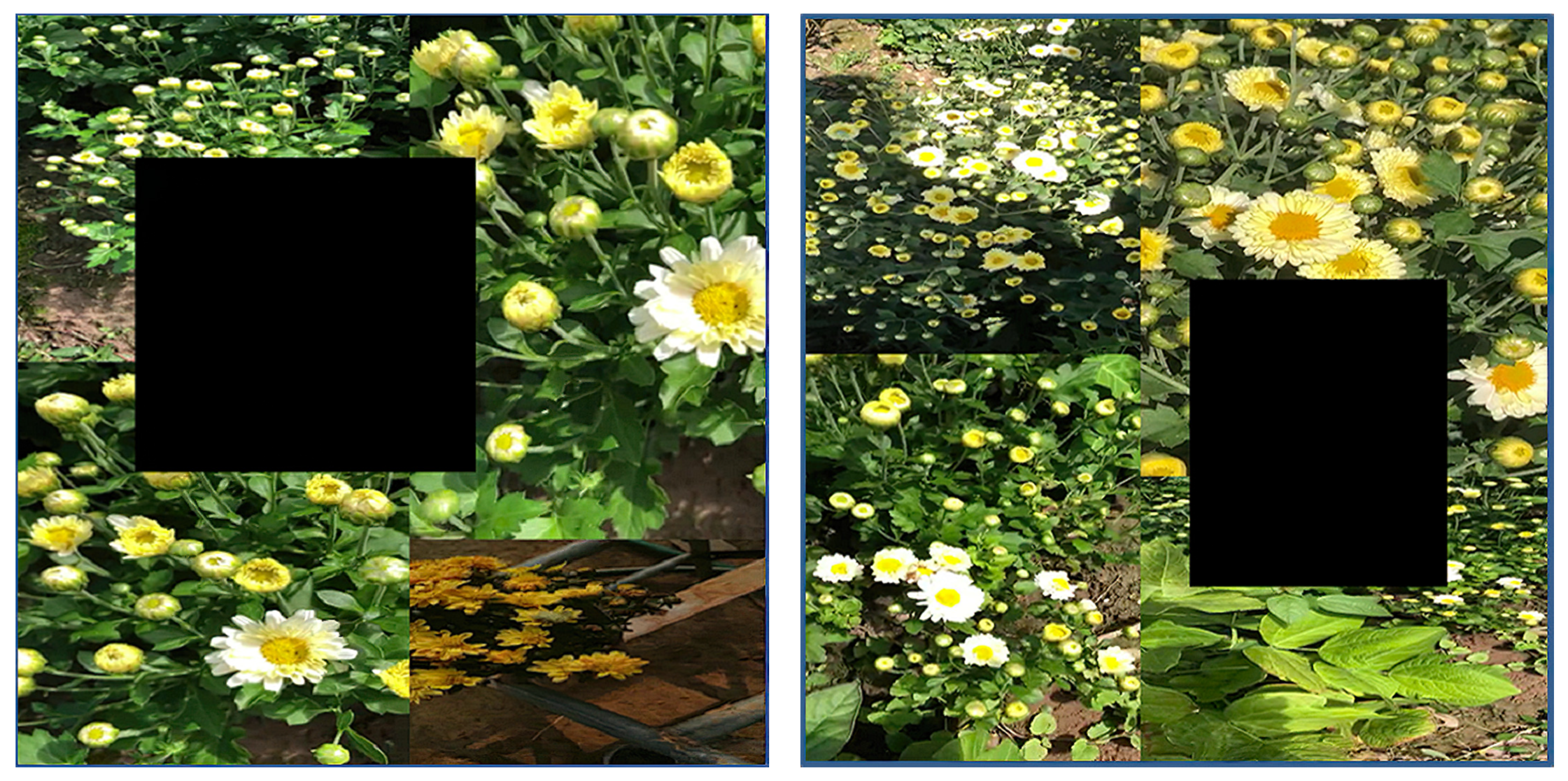 Agronomy 11 00834 g004