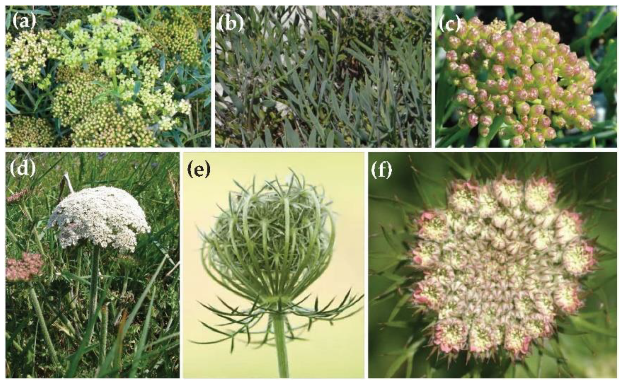 Agronomy 11 00886 g001