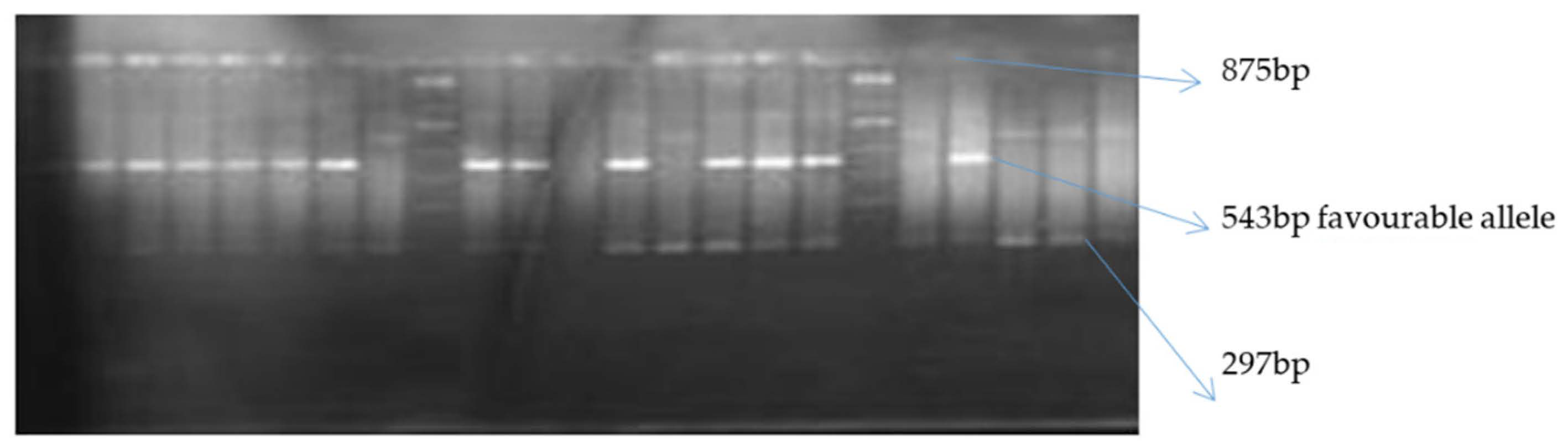 Agronomy 11 00891 g001