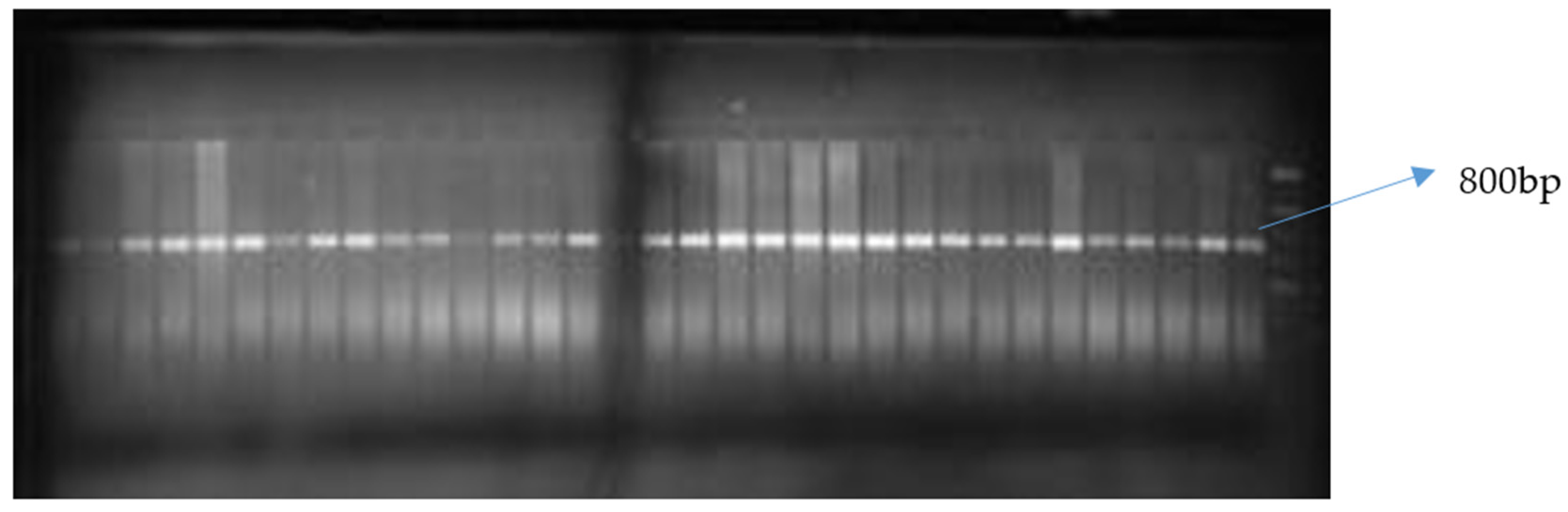 Agronomy 11 00891 g002