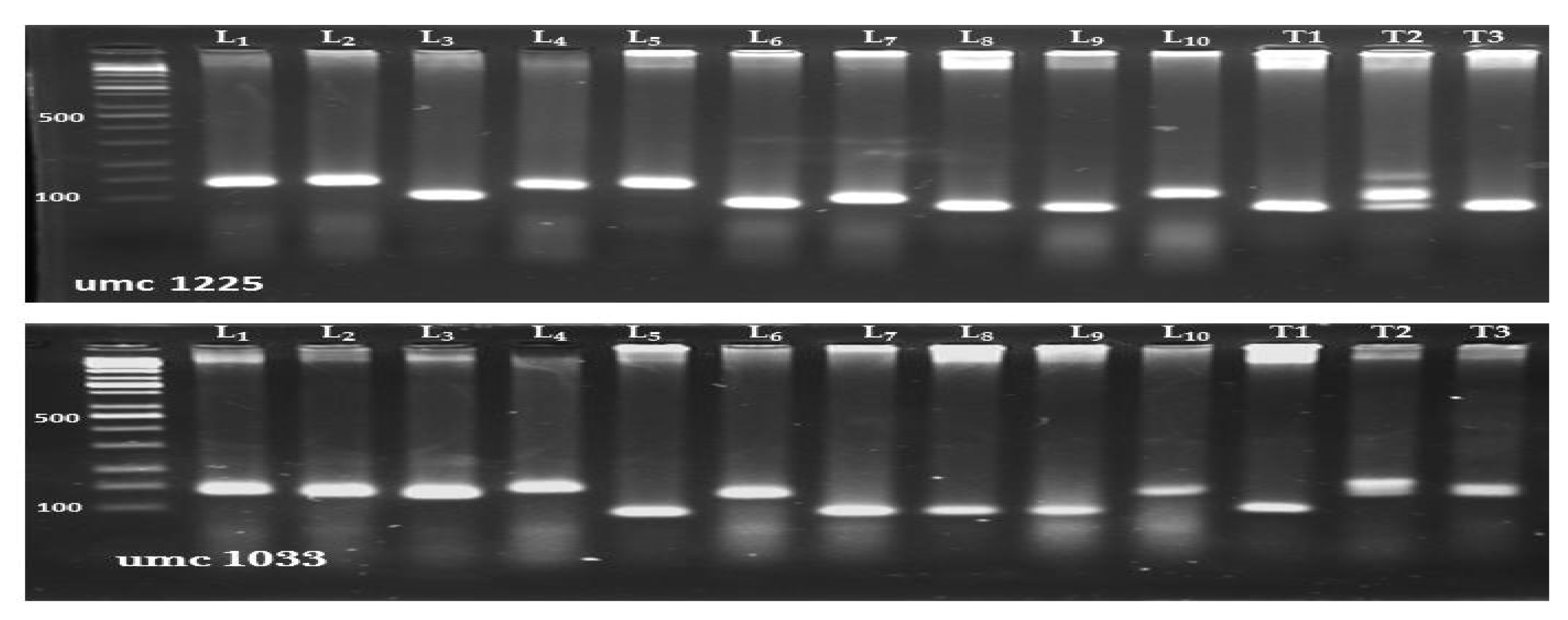 Agronomy 11 00898 g003