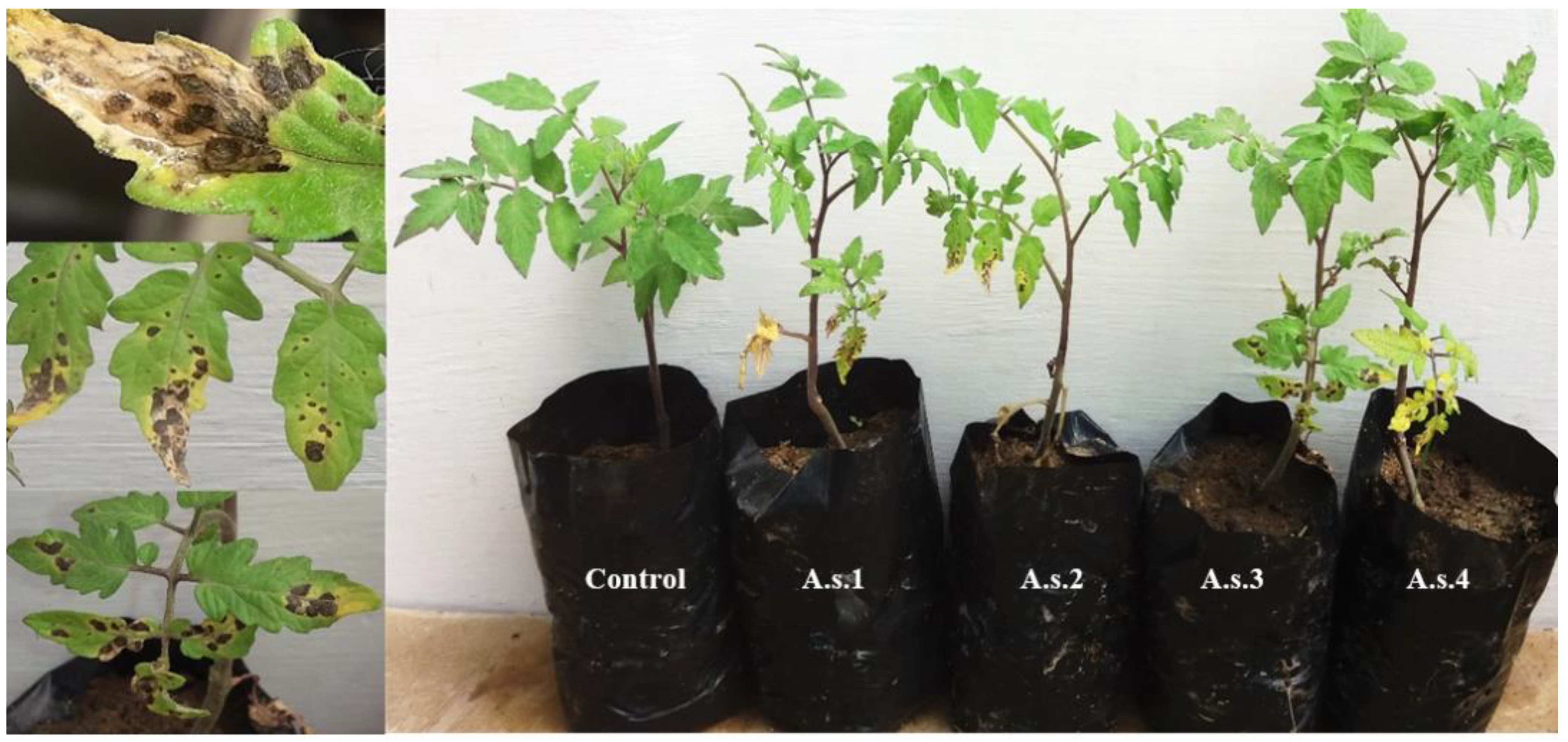 Agronomy 11 00911 g002