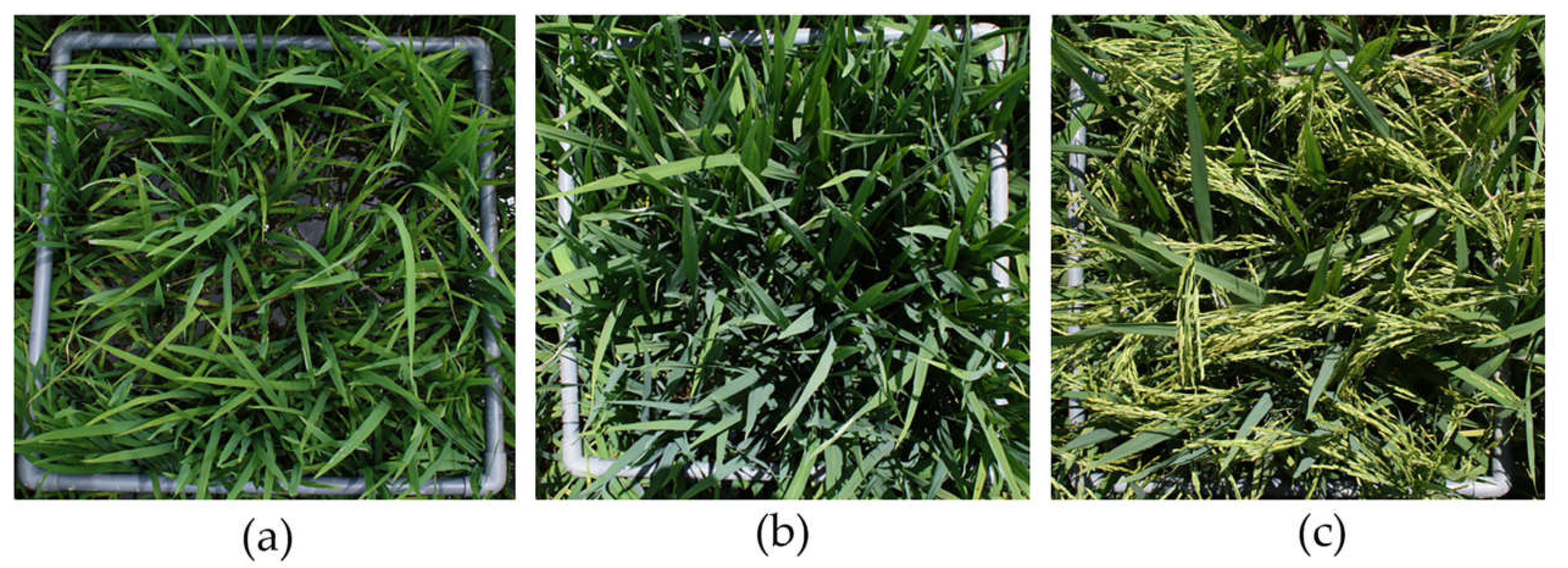 Agronomy 11 00915 g009