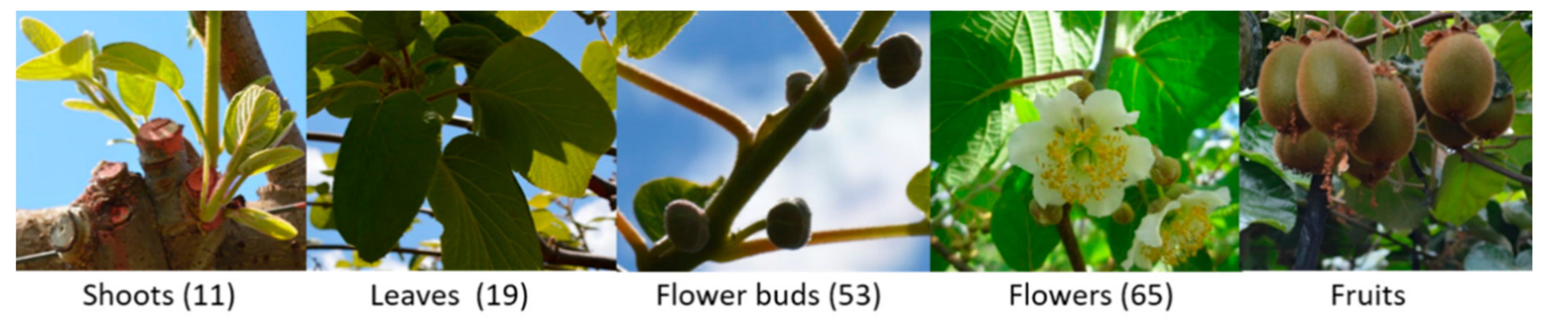 Agronomy 11 00919 g001