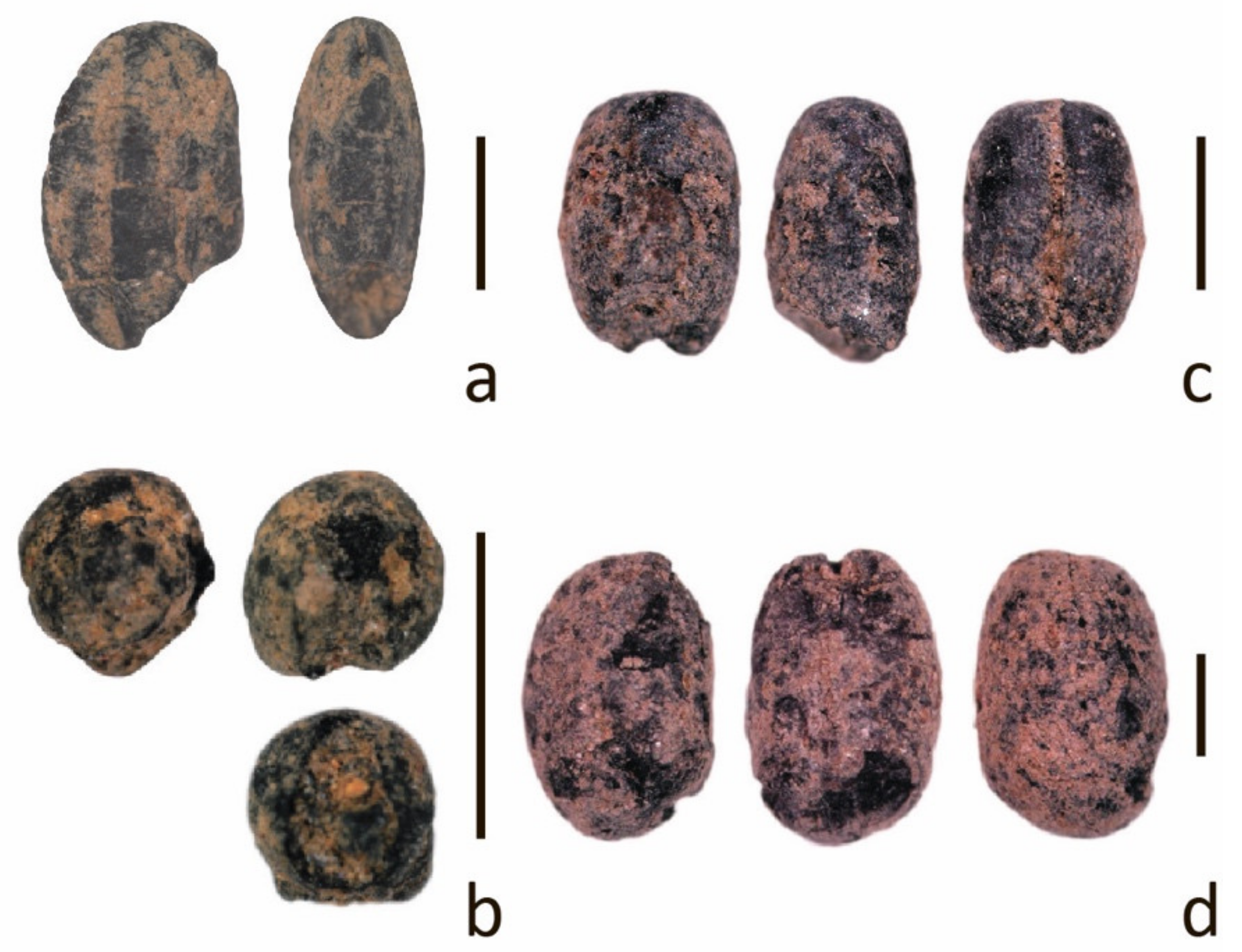 Agronomy 11 00929 g001