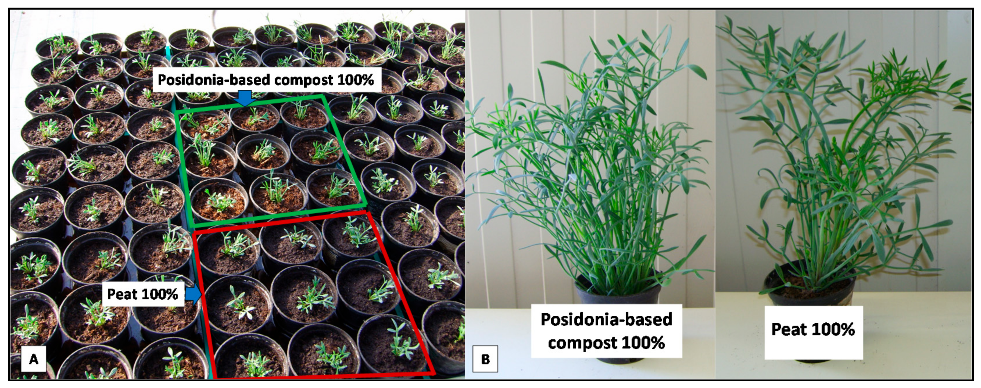 Agronomy 11 00950 g001